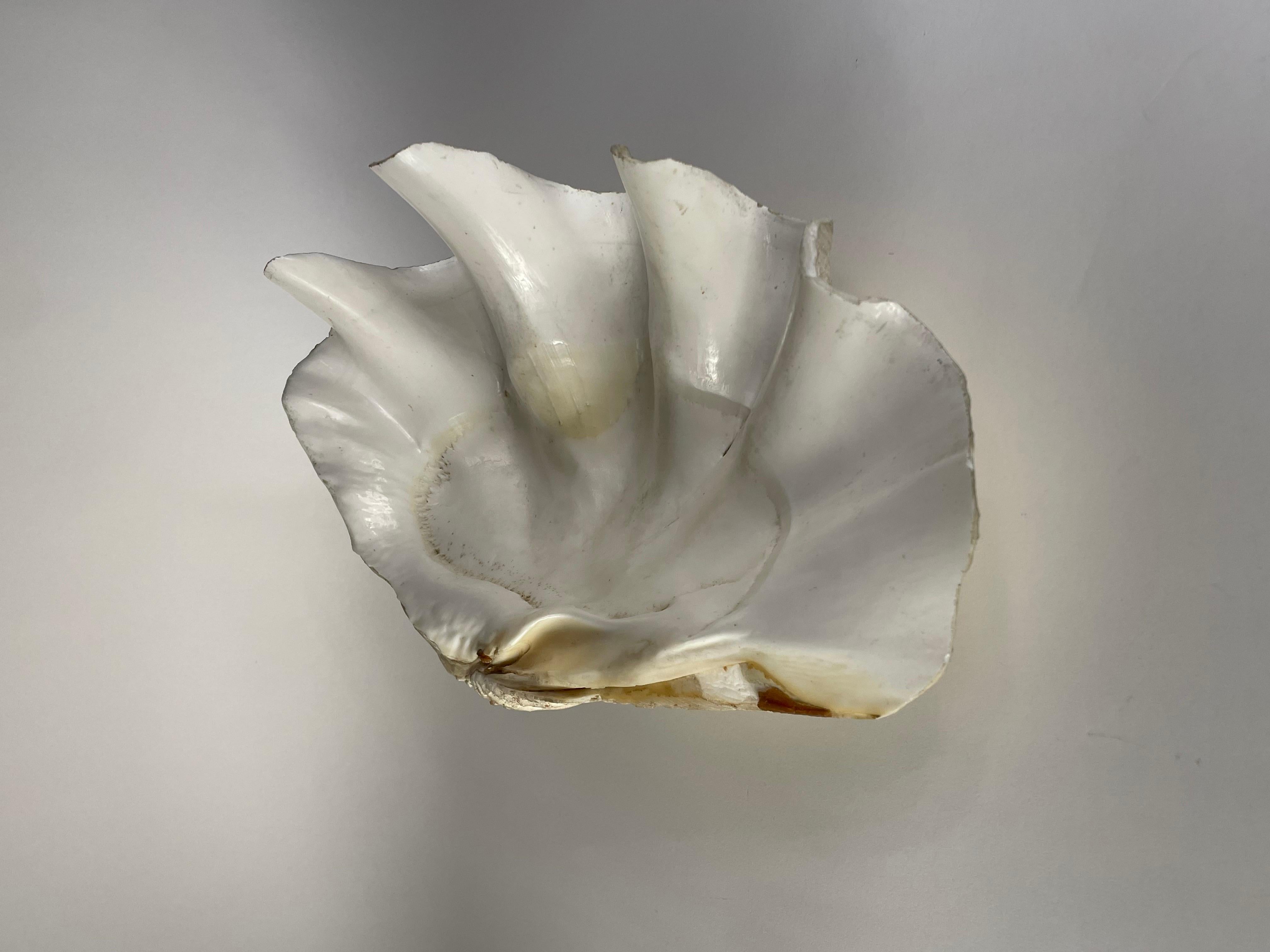 20th Century Gigas Tridacna shell For Sale