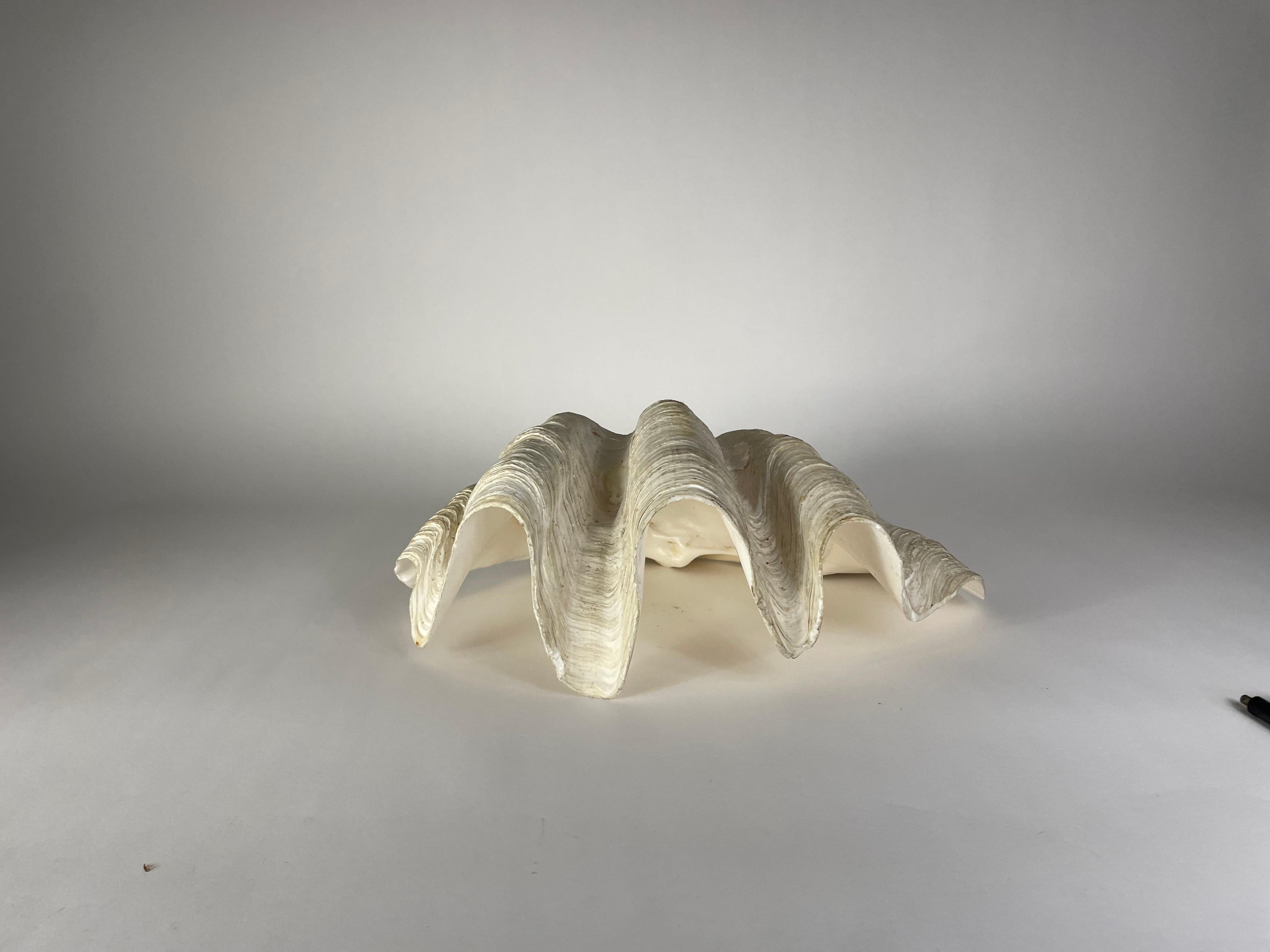 Shell Gigas Tridacna shell For Sale
