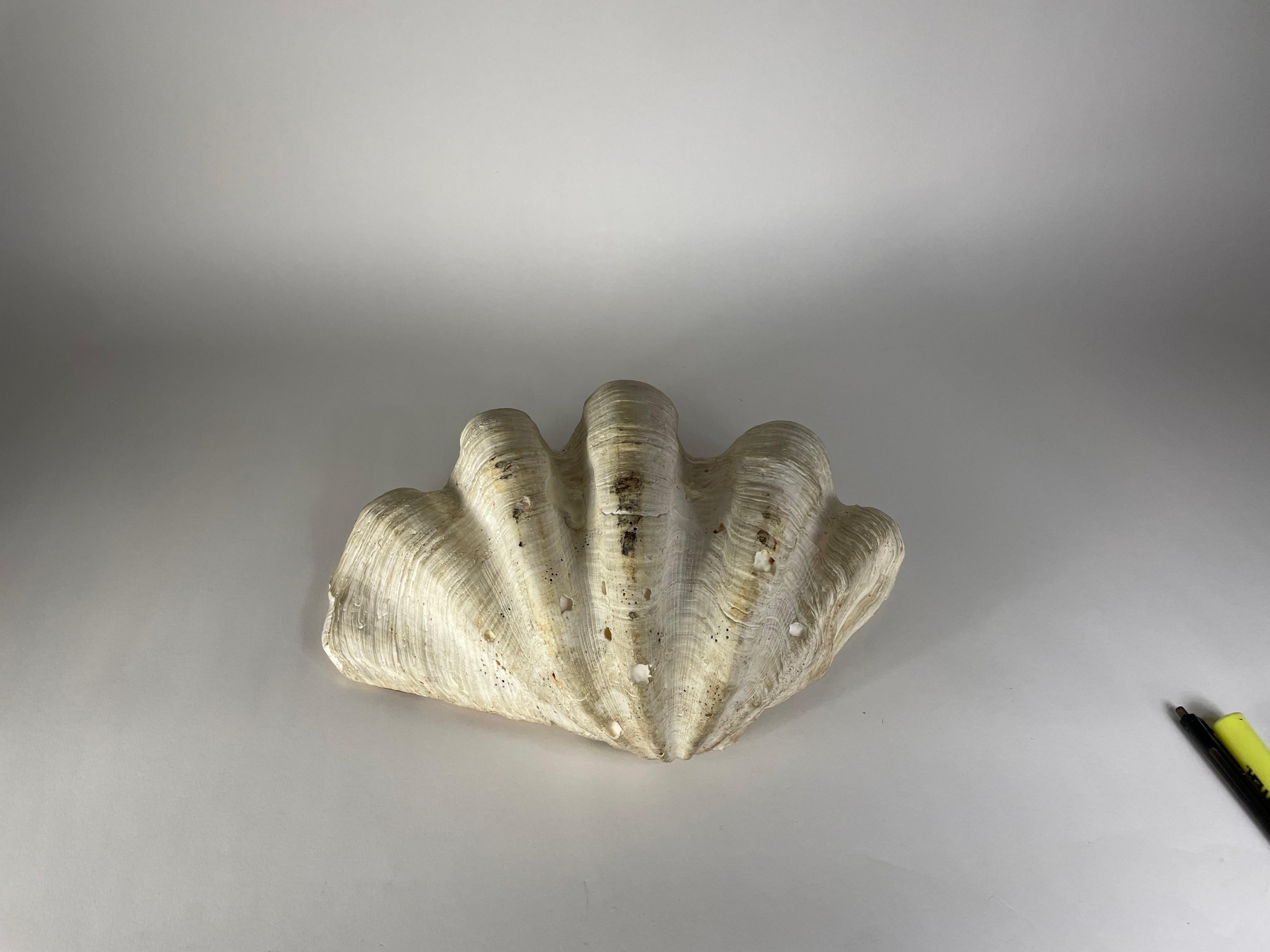 Gigas Tridacna shell For Sale 1