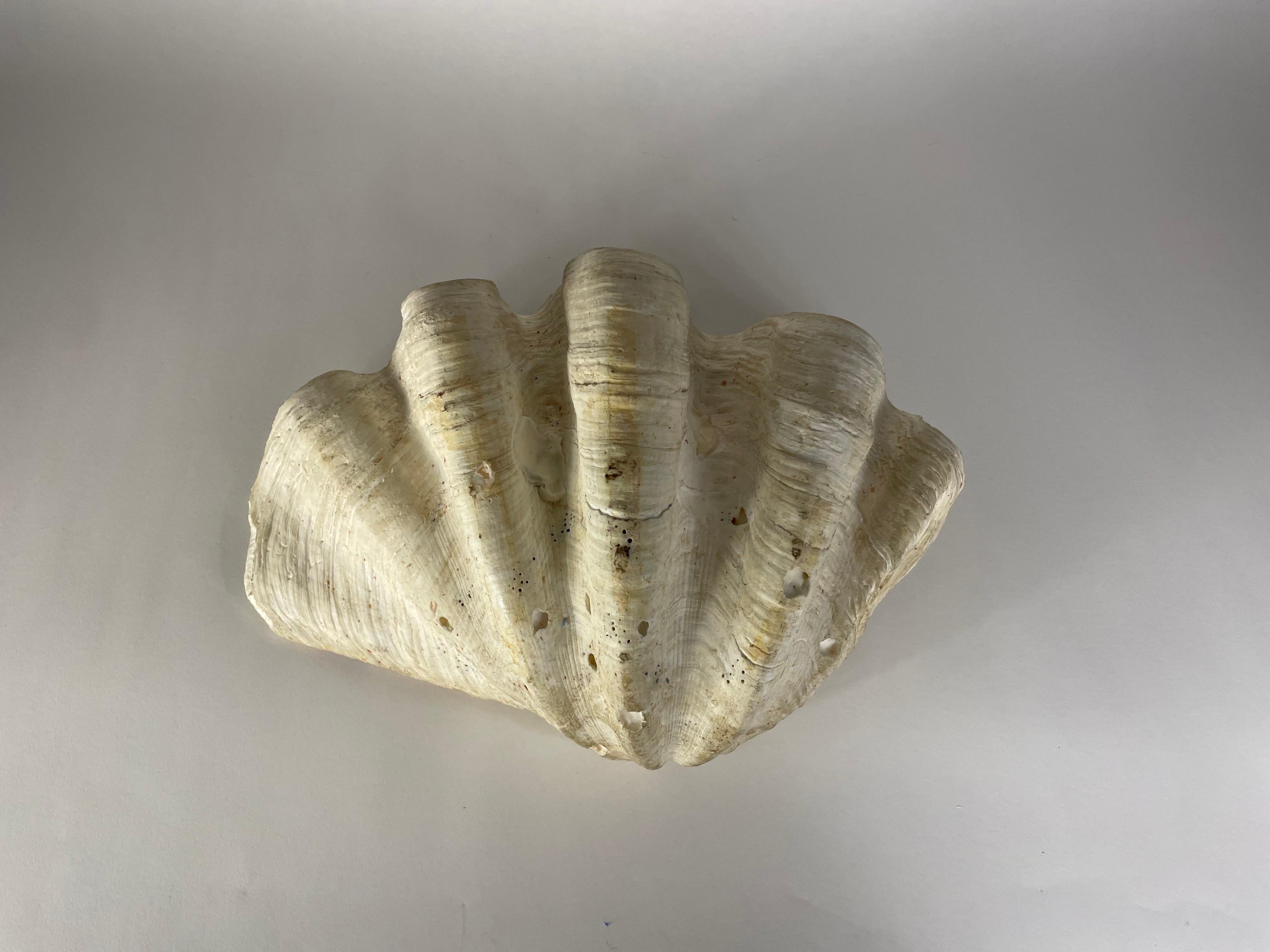 Gigas Tridacna shell For Sale 2
