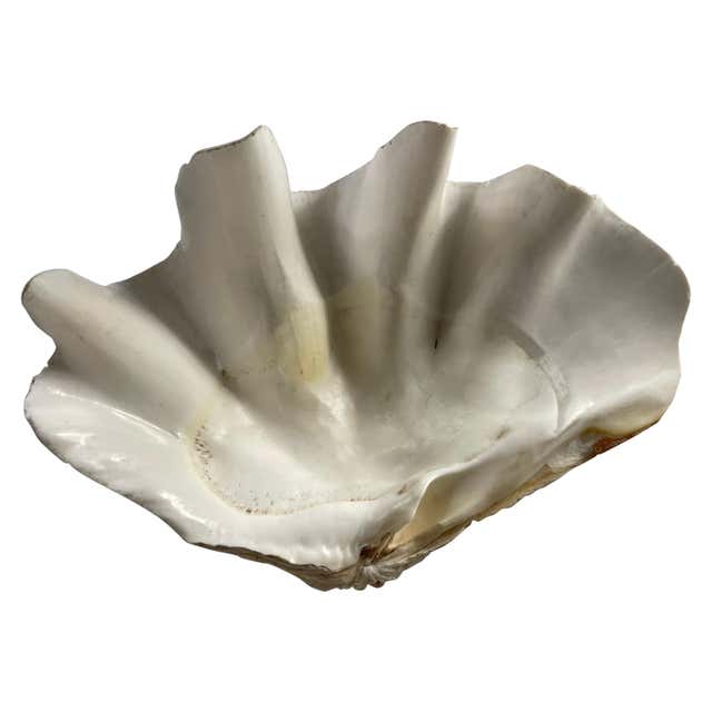 Lattissima Pecten Shell Slab Wall Feature 700mm [RARE and Exquisite ...