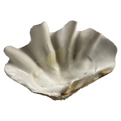 Gigas Tridacna shell