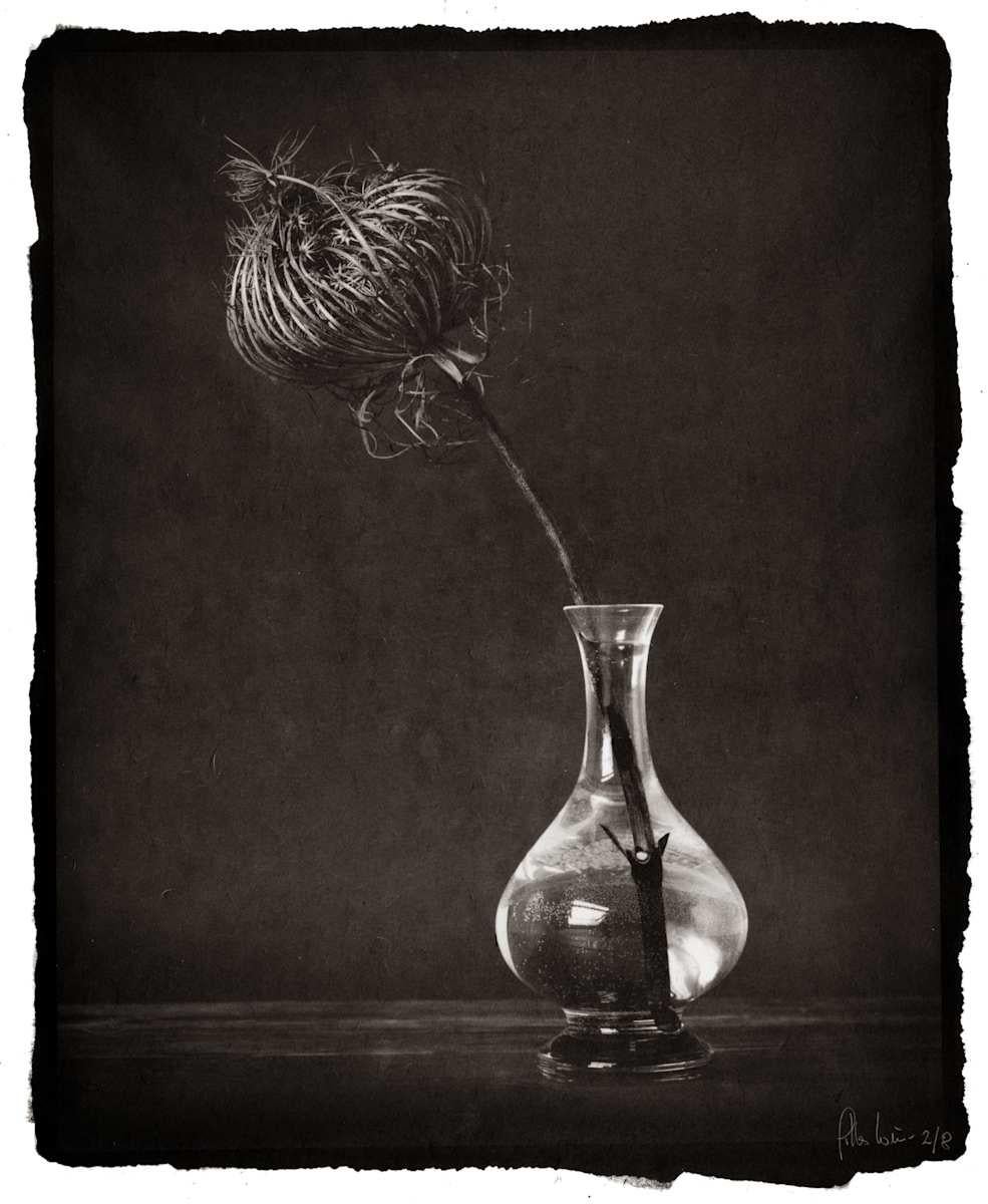 Still-Life Photograph Gilles Lorin - Daucus Carota