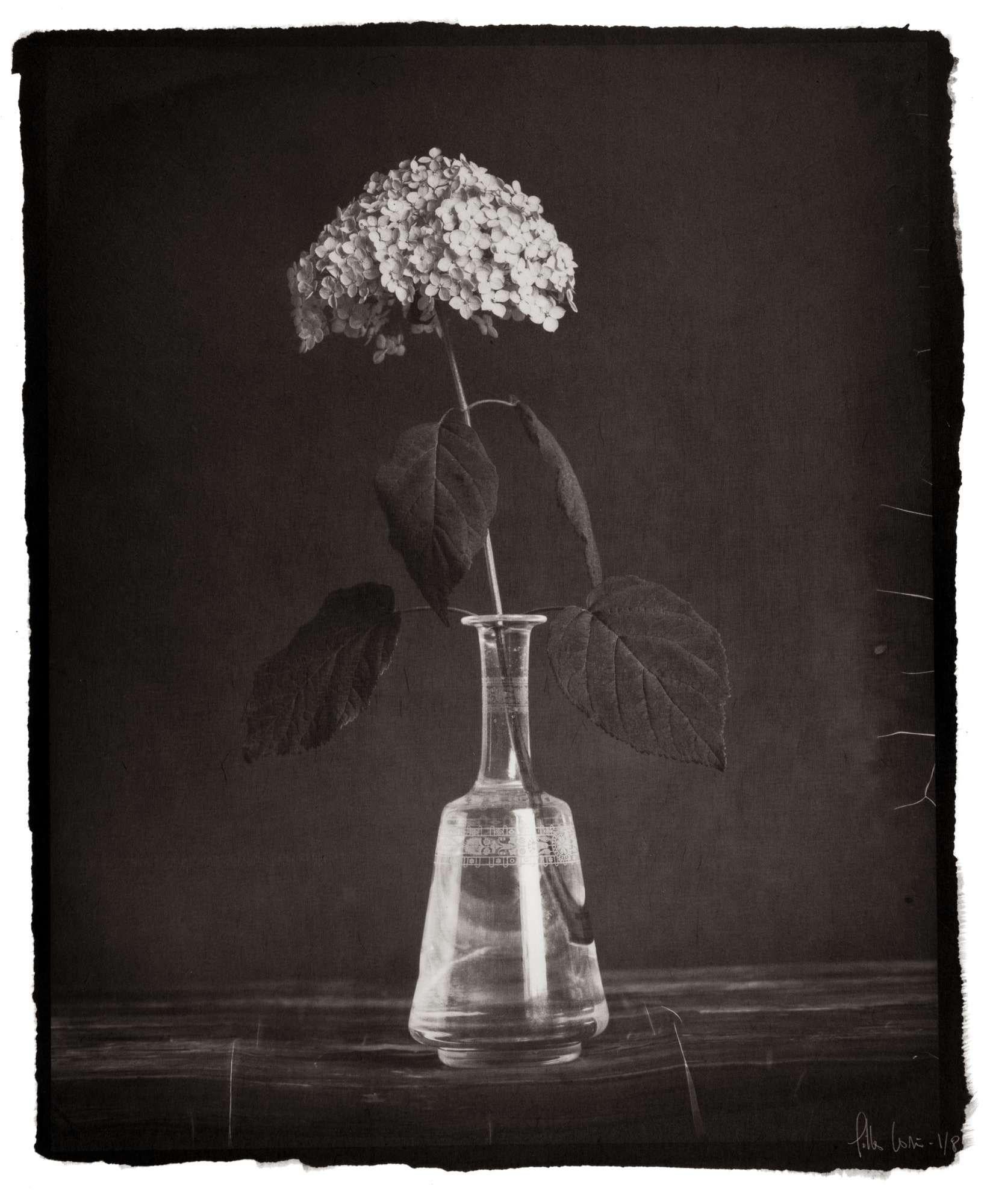 Gilles Lorin Still-Life Photograph - Hortensia