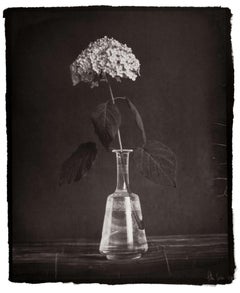 Hortensia