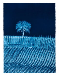Portrait D´Arbre no. 2, Prussian Blue Study, Cyanotype