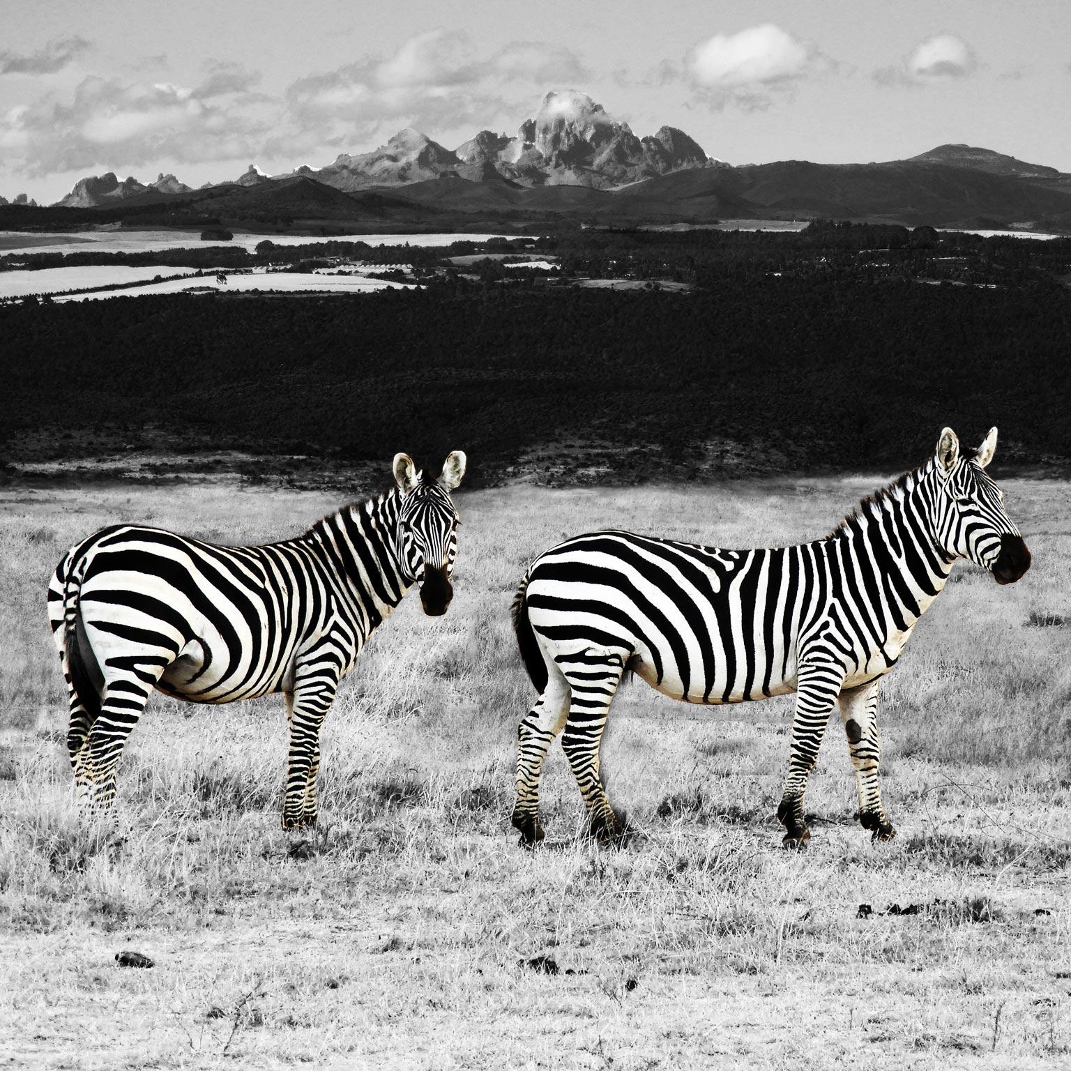 Gillie and Marc Schattner Animal Print - Animal Photography Print - Animal Art - Gillie and Marc - Black White Zebras