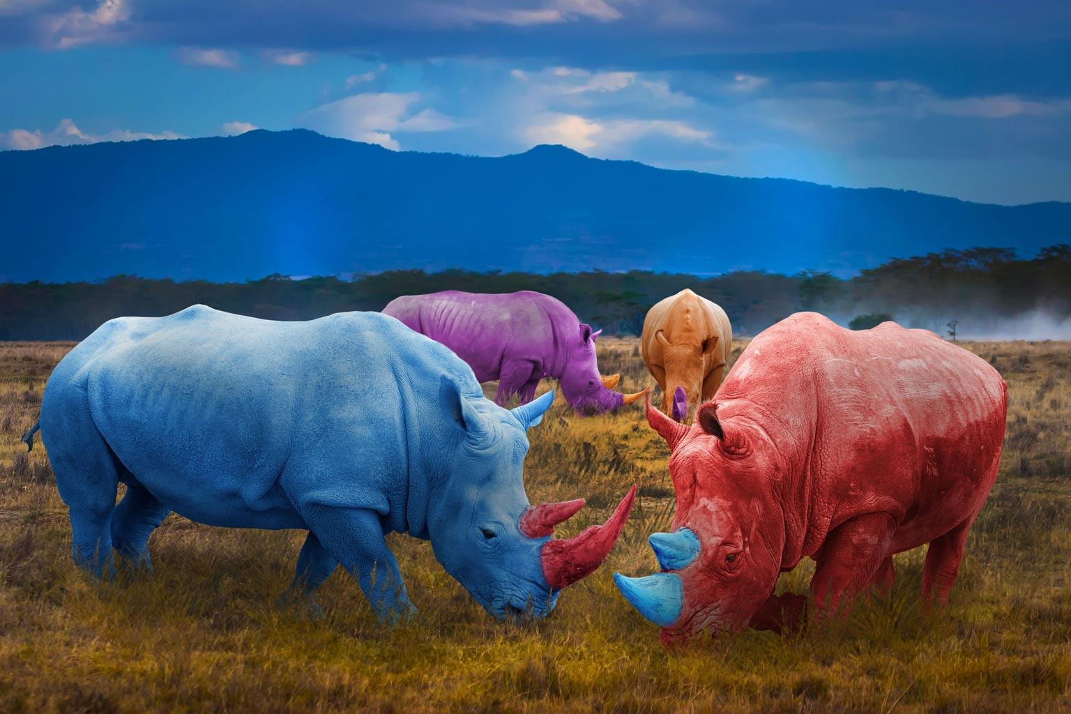 Photography Print - Animal Art - Gillie and Marc - Colourful Rhinos in field