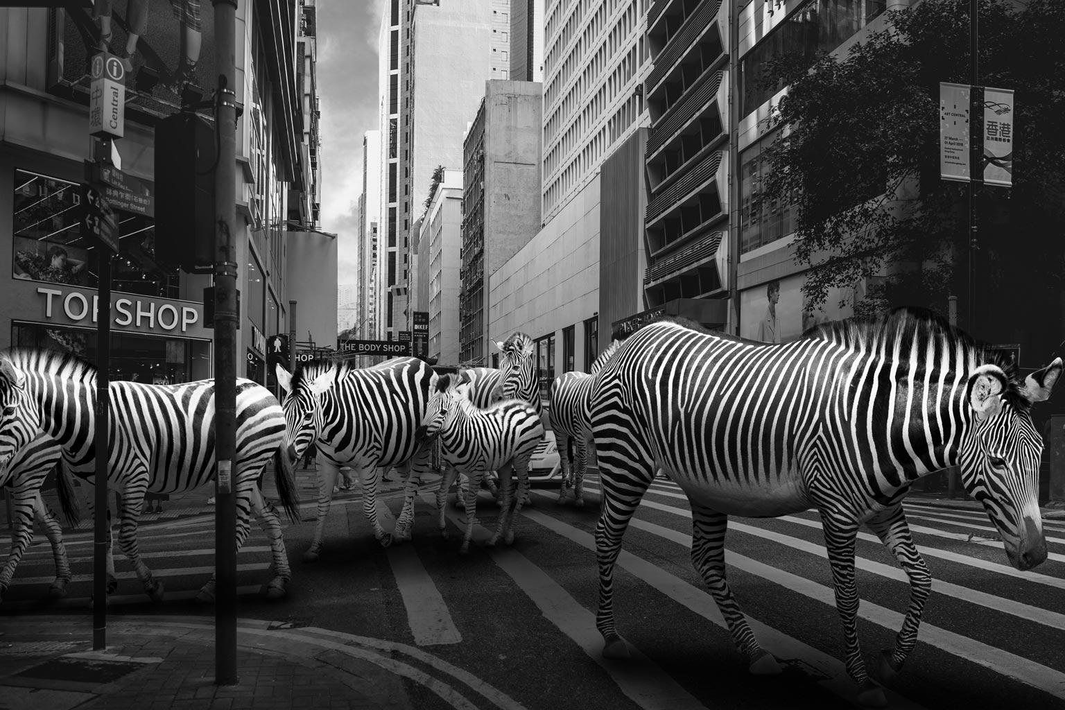 Photography Print - Animal Art - Gillie and Marc - Zebra Crossing - Wildlife 