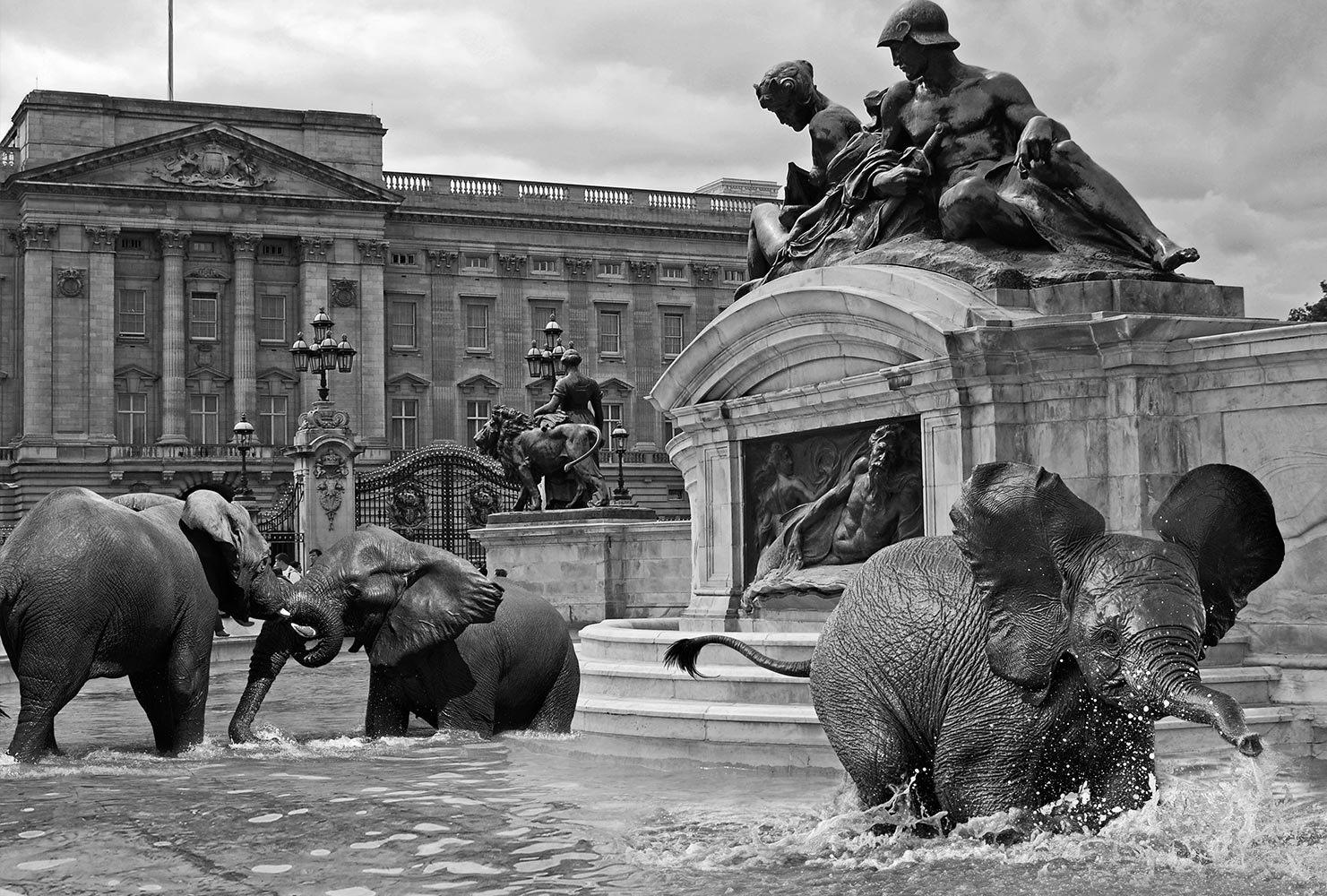 Title: The orphan elephants loved London
Limited Edition Photography Print

Gillie and Marc’s prints are signed, limited-editions and are produced on Entrada Rag Bright 300gsm, 100% acid-free, 100% cotton rag paper, with a 40mm white