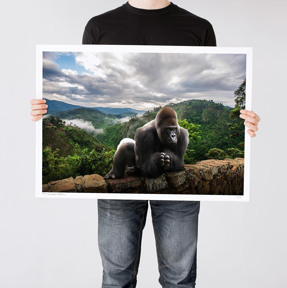 Animal Print - Limited Edition - Art - Gillie and Marc - King Nyani on ledge For Sale 2