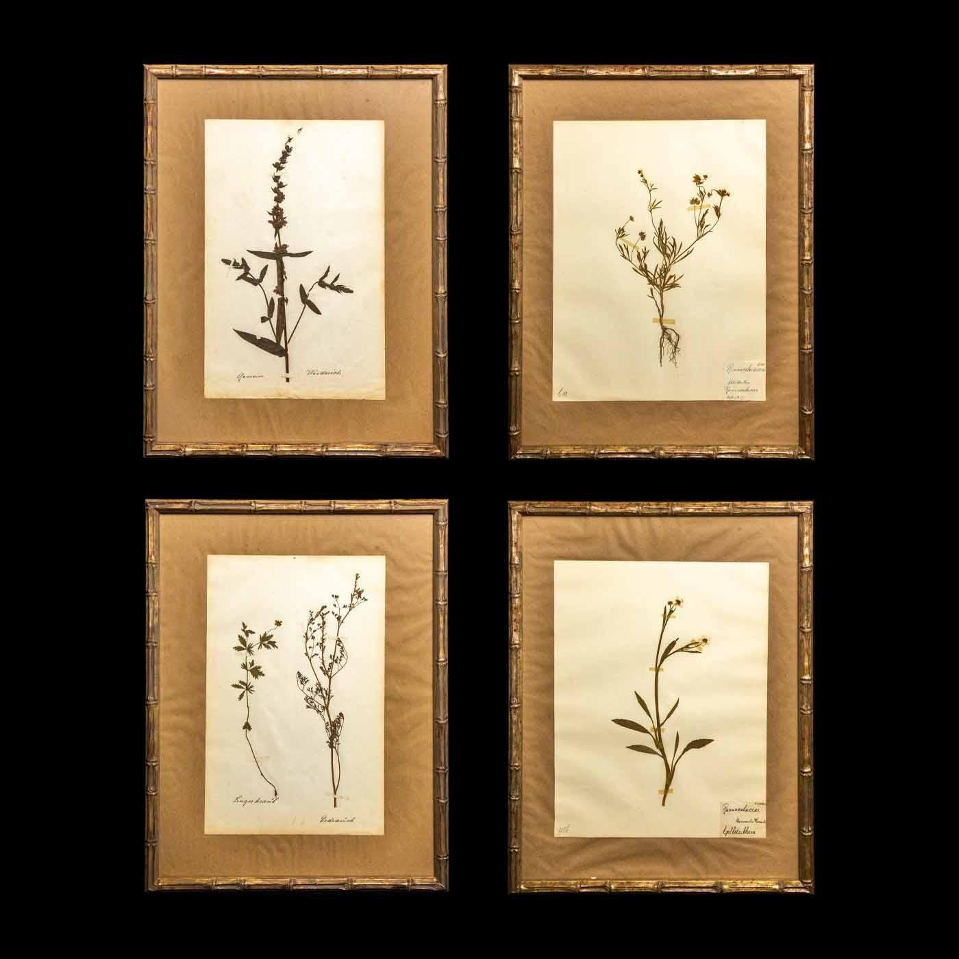 Framed and Pressed 19th century 