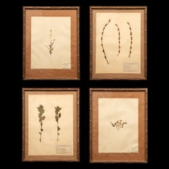 Gilt Framed Herbier Botanical Specimens from the 19th Century