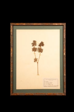 Gilt Framed Herbier Botanical Specimens from the 19th Century