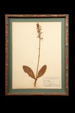 Gilt Framed Herbier Botanical Specimens from the 19th Century