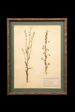 Gilt Framed Herbier Botanical Specimens from the 19th Century