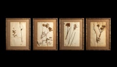 Gilt Framed Herbier Botanical Specimens from the 19th Century