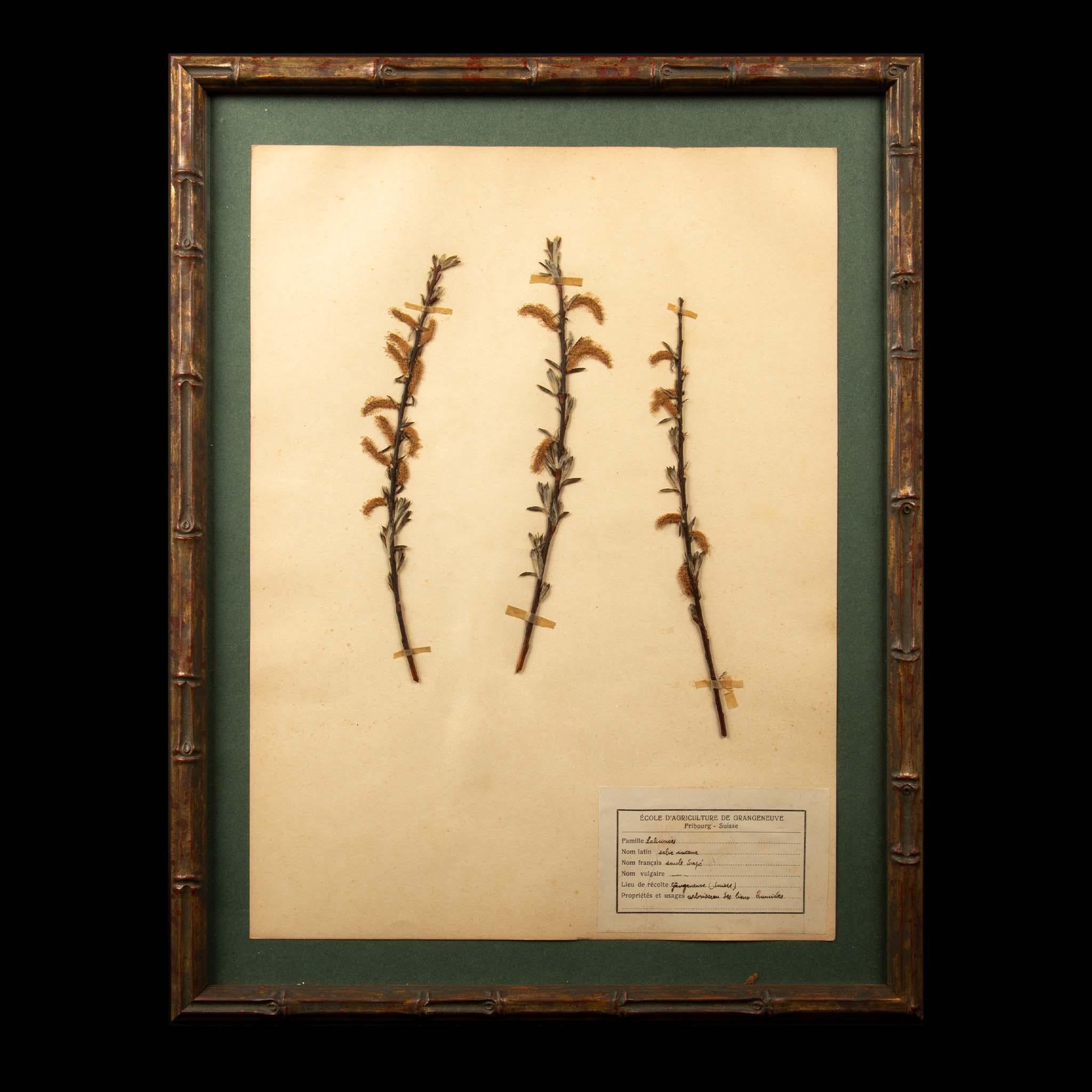 Gerahmte und gepresste botanische Exemplare aus dem 19. Jahrhundert 