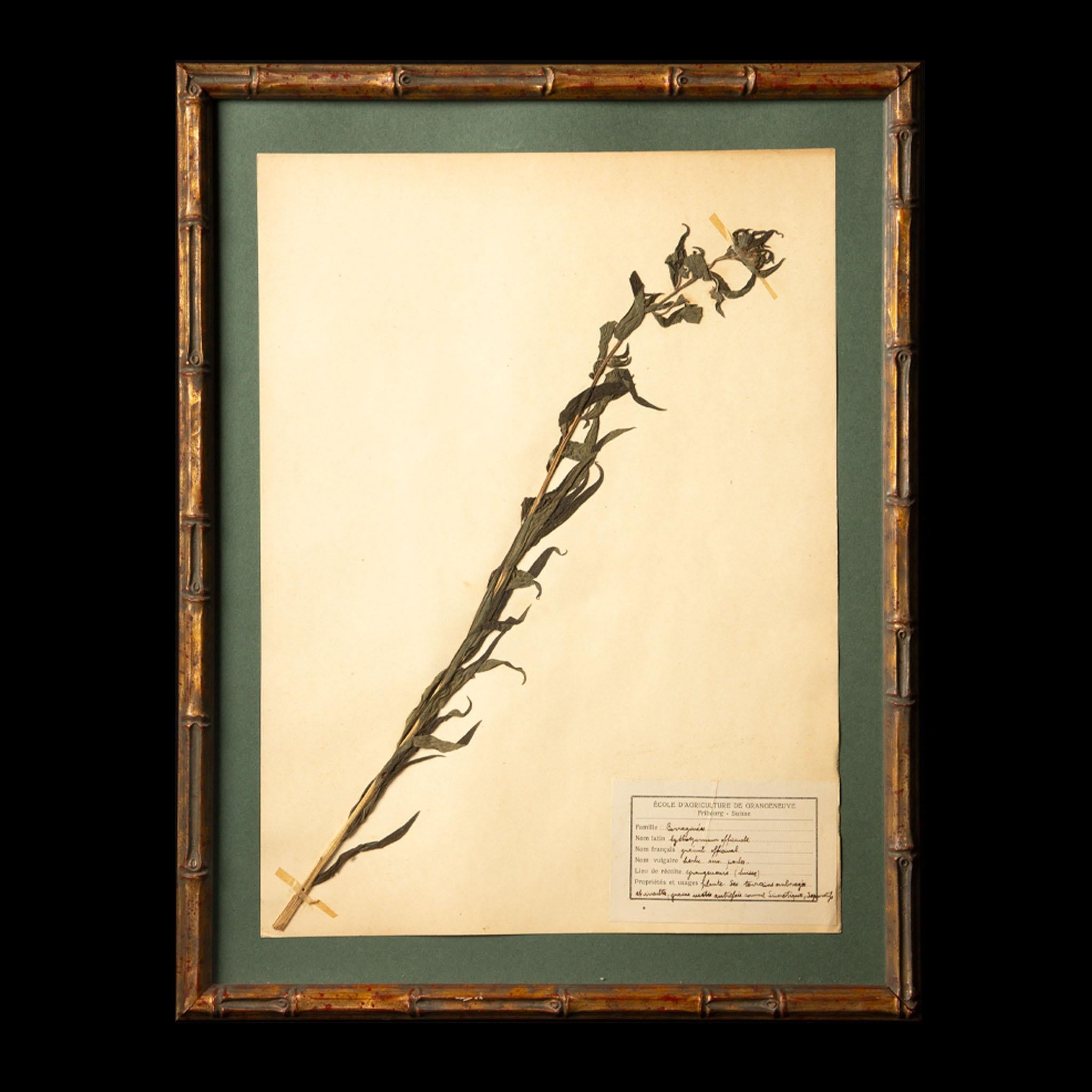 Framed and Pressed 19th century 