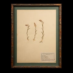 Gilt Framed Herbier Botanical Specimens from the 19th Century
