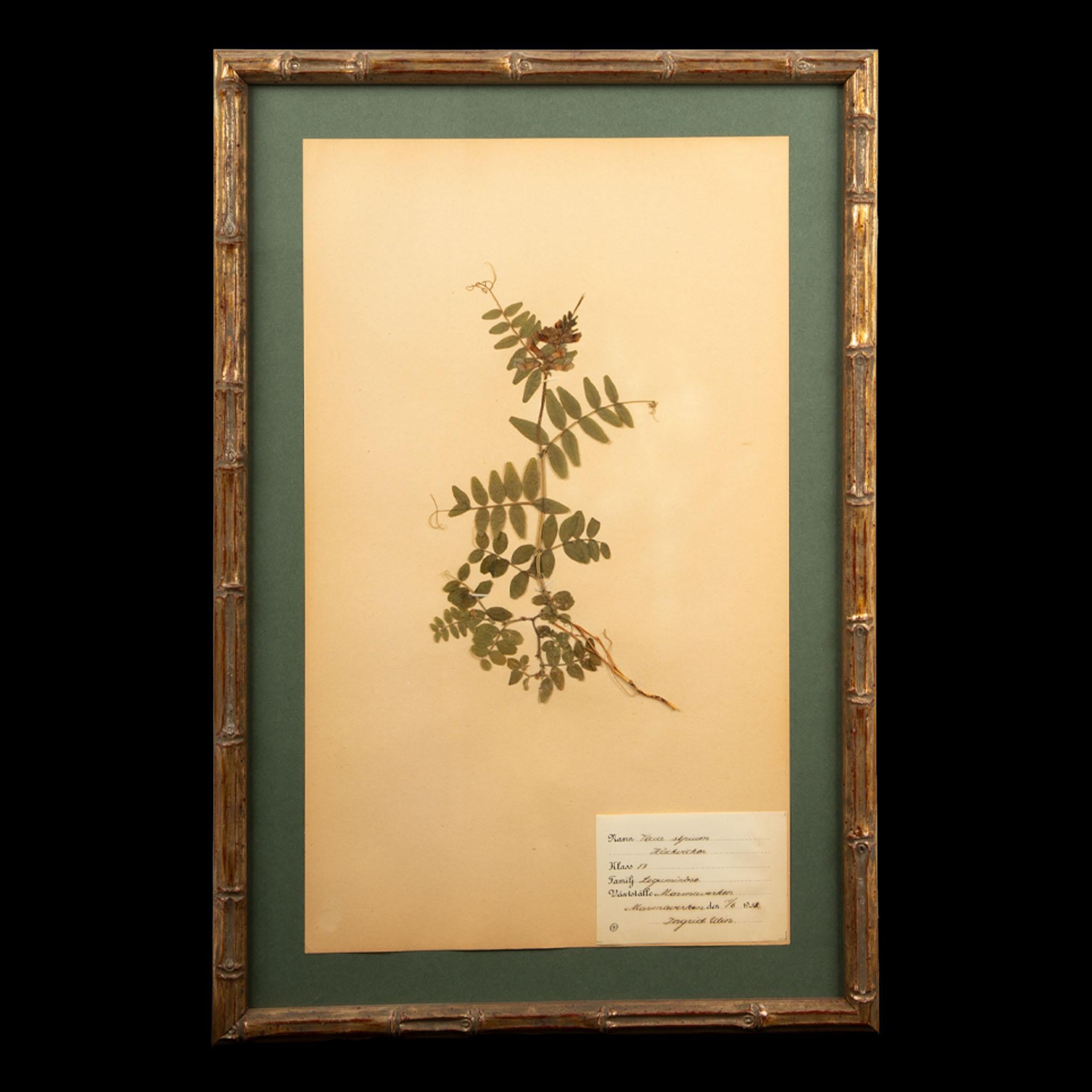 Framed and PressedEarly 20th century 
