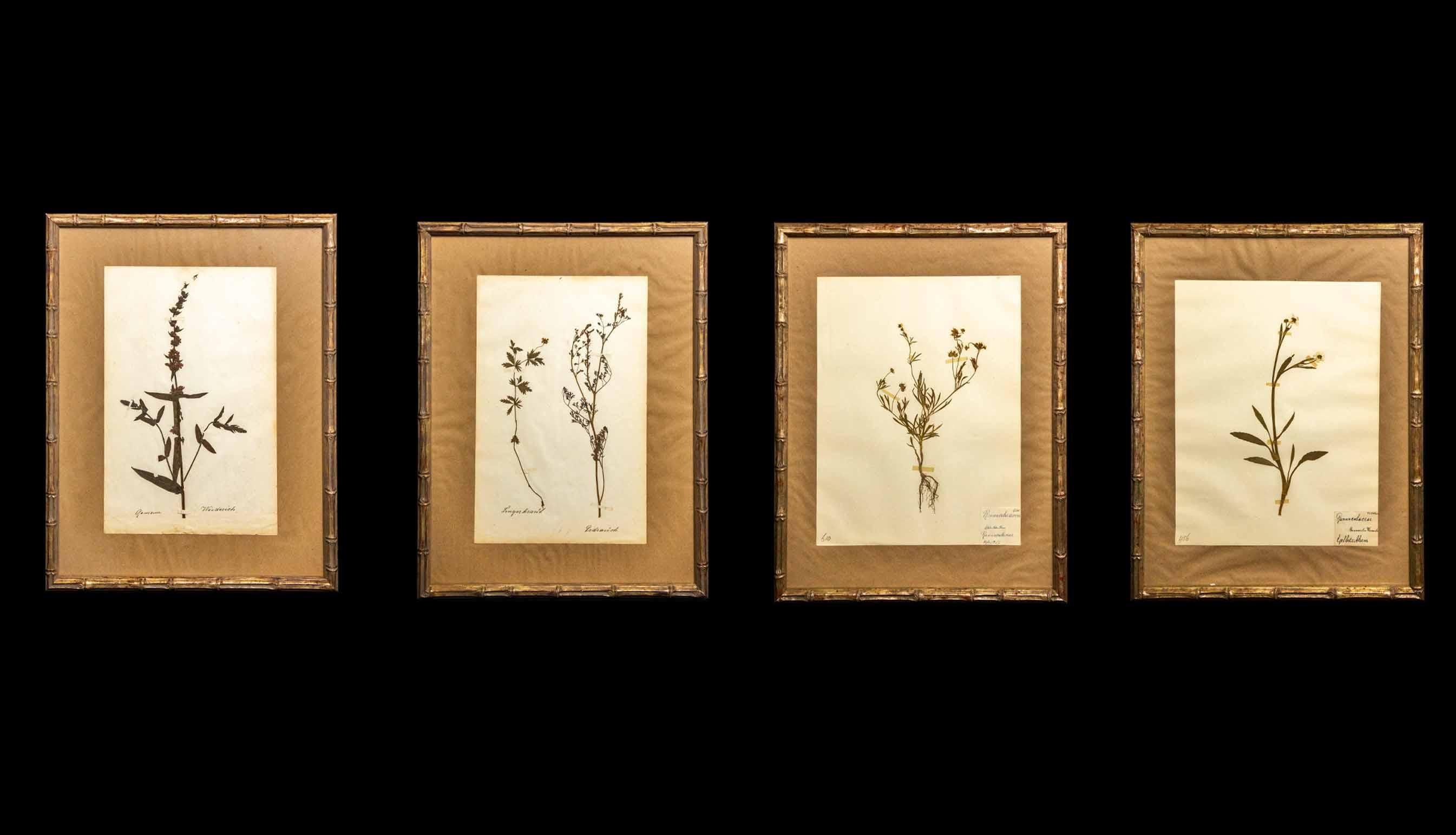 Gilt Framed Herbier Botanical Specimens from the 19th Century In Excellent Condition In New York, NY