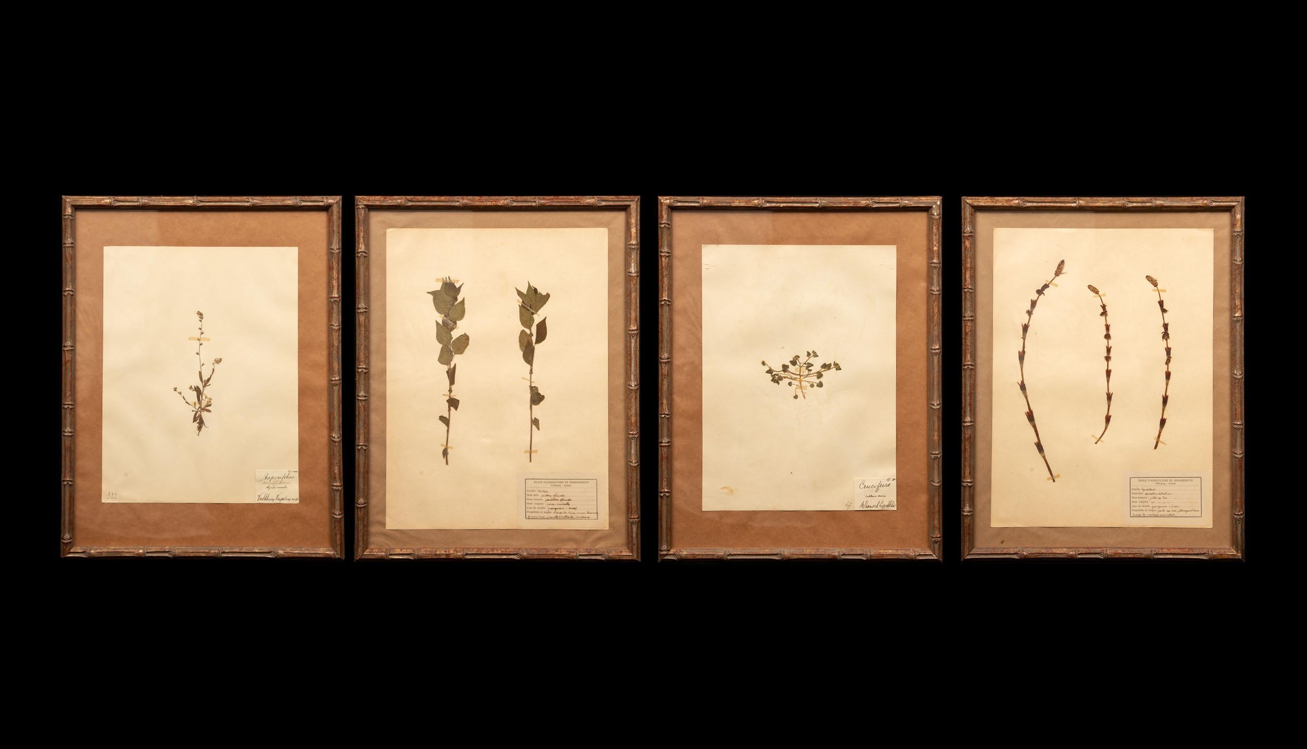 Vergoldete gerahmte botanische Herbier-Exemplare aus dem 19. Jahrhundert im Zustand „Hervorragend“ im Angebot in New York, NY