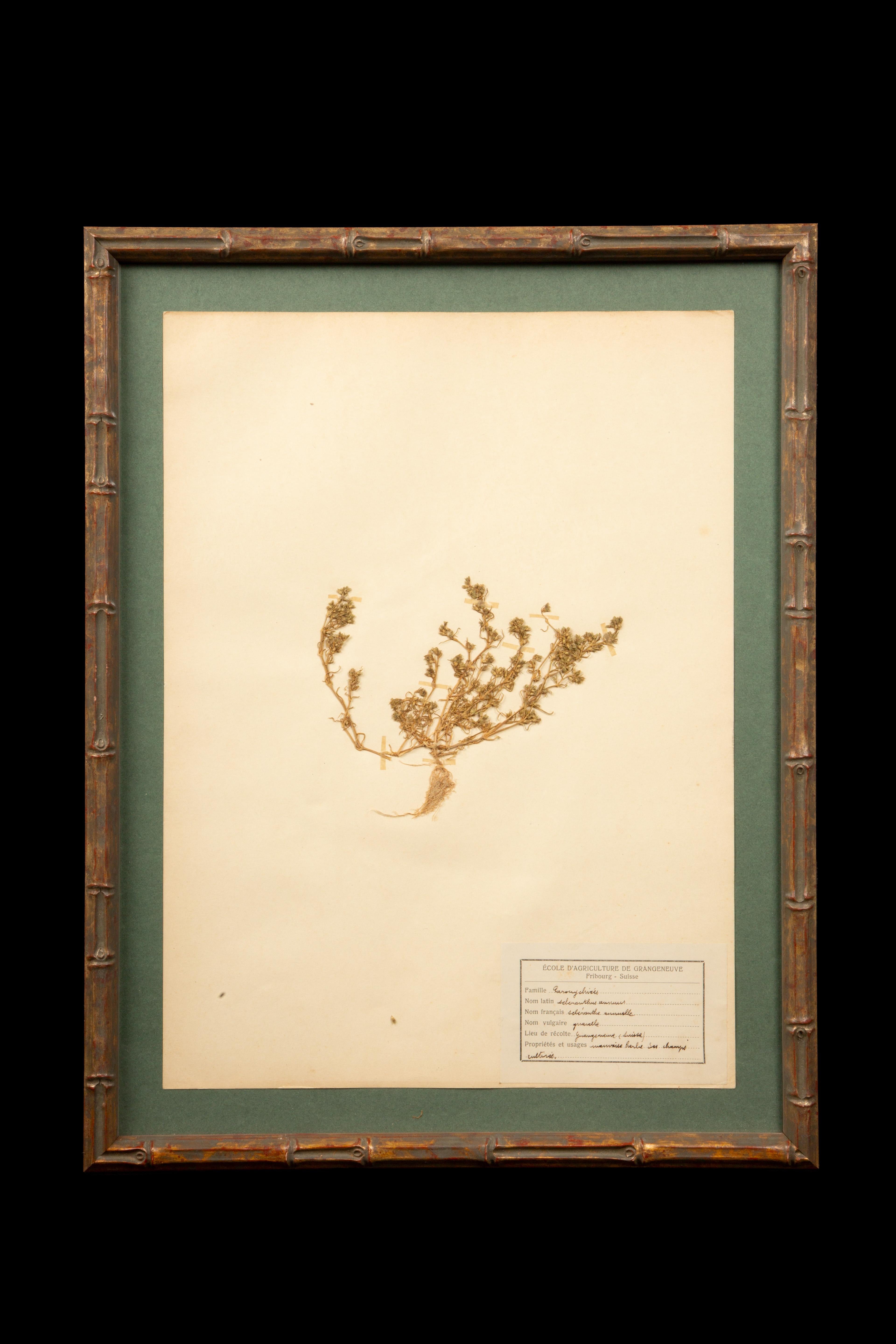 Napoléon III Spécimens botaniques d'Herbier encadrés et dorés du 19ème siècle