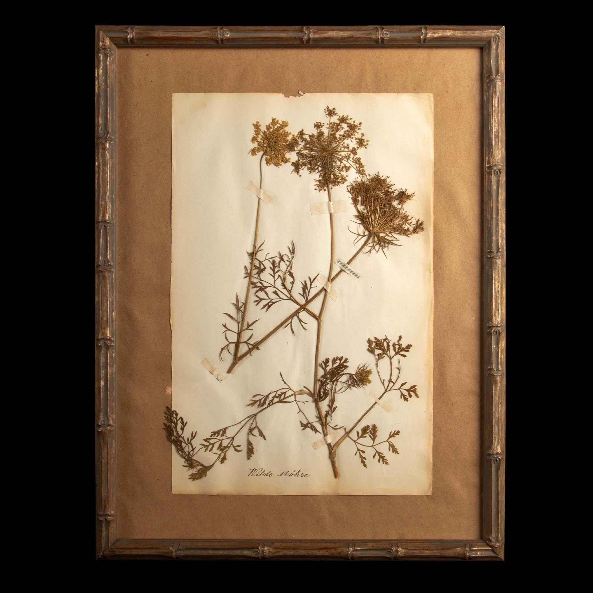 Napoléon III Spécimens botaniques d'Herbier encadrés et dorés du 19ème siècle en vente