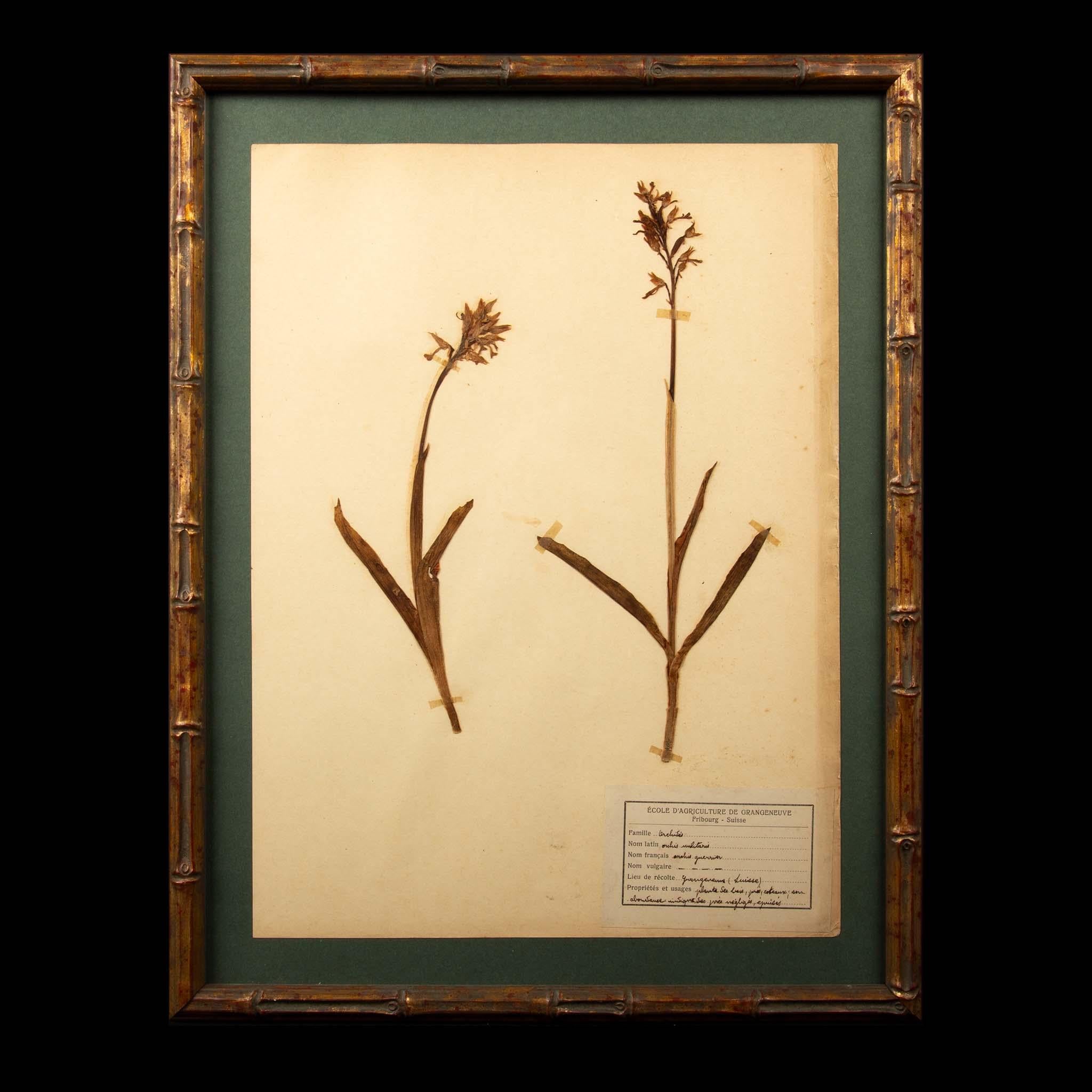 Napoleon III Gilt Framed Herbier Botanical Specimens from the 19th Century For Sale