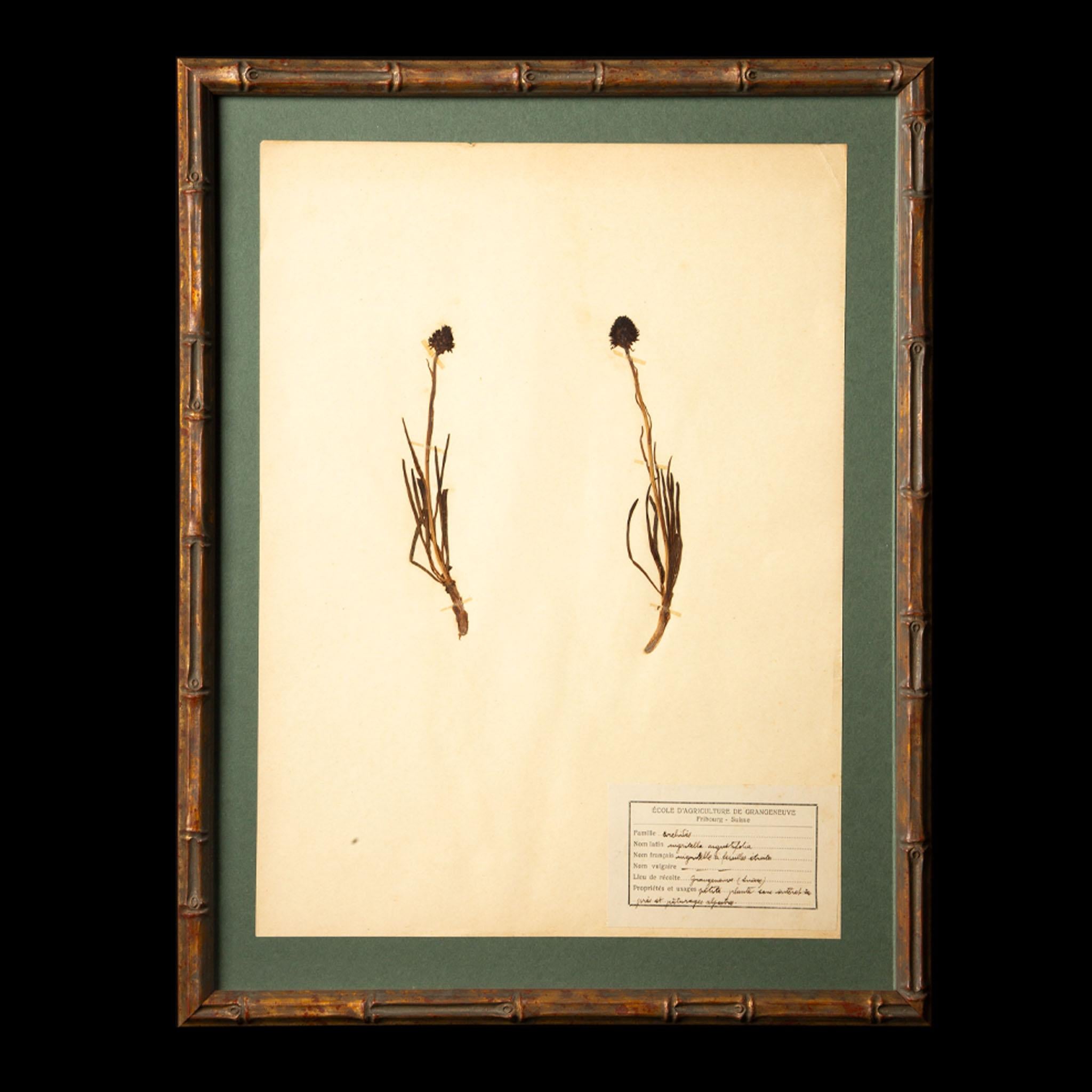 Napoleon III Gilt Framed Herbier Botanical Specimens from the 19th Century