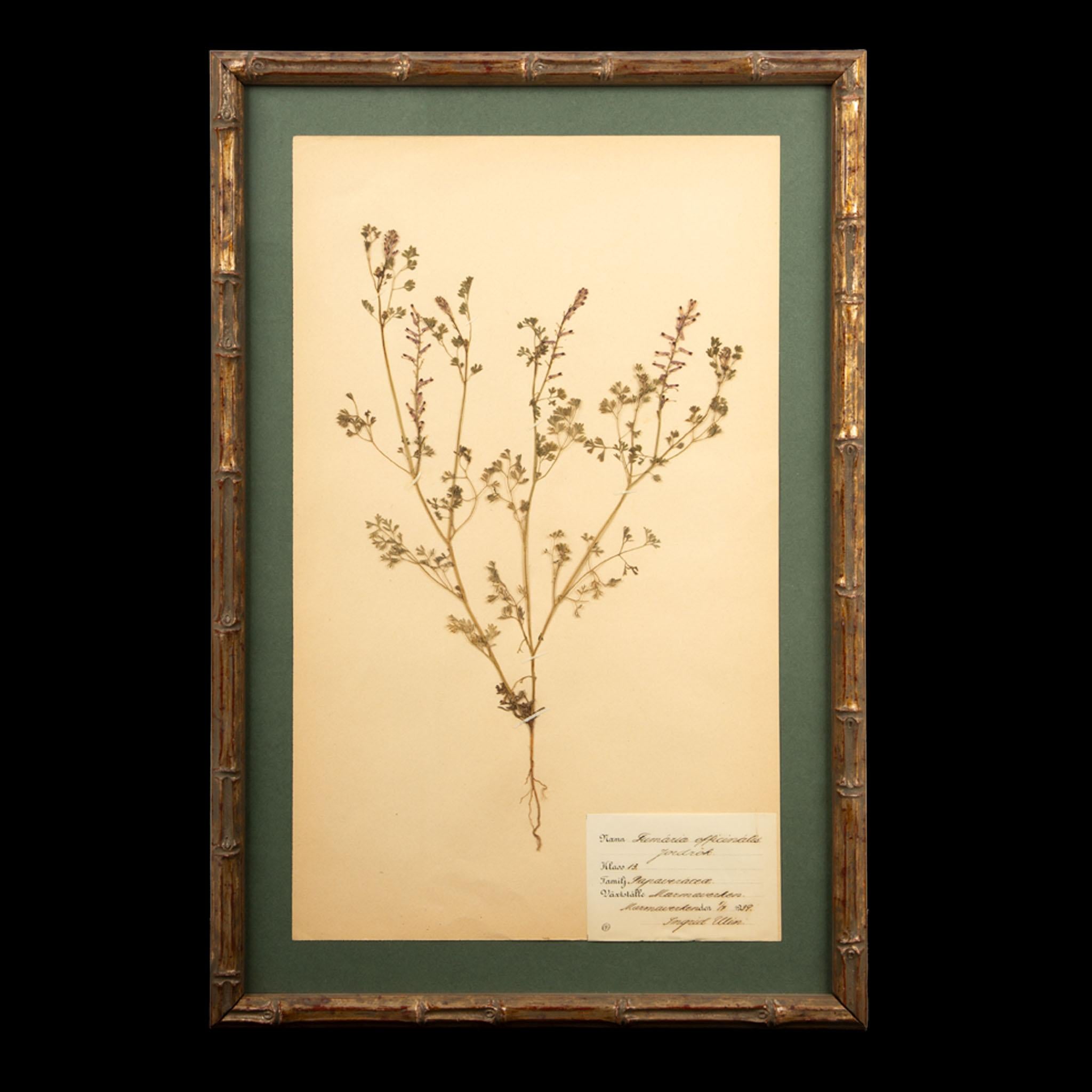 Napoleon III Gilt Framed Herbier Botanical Specimens from the early 20th Century