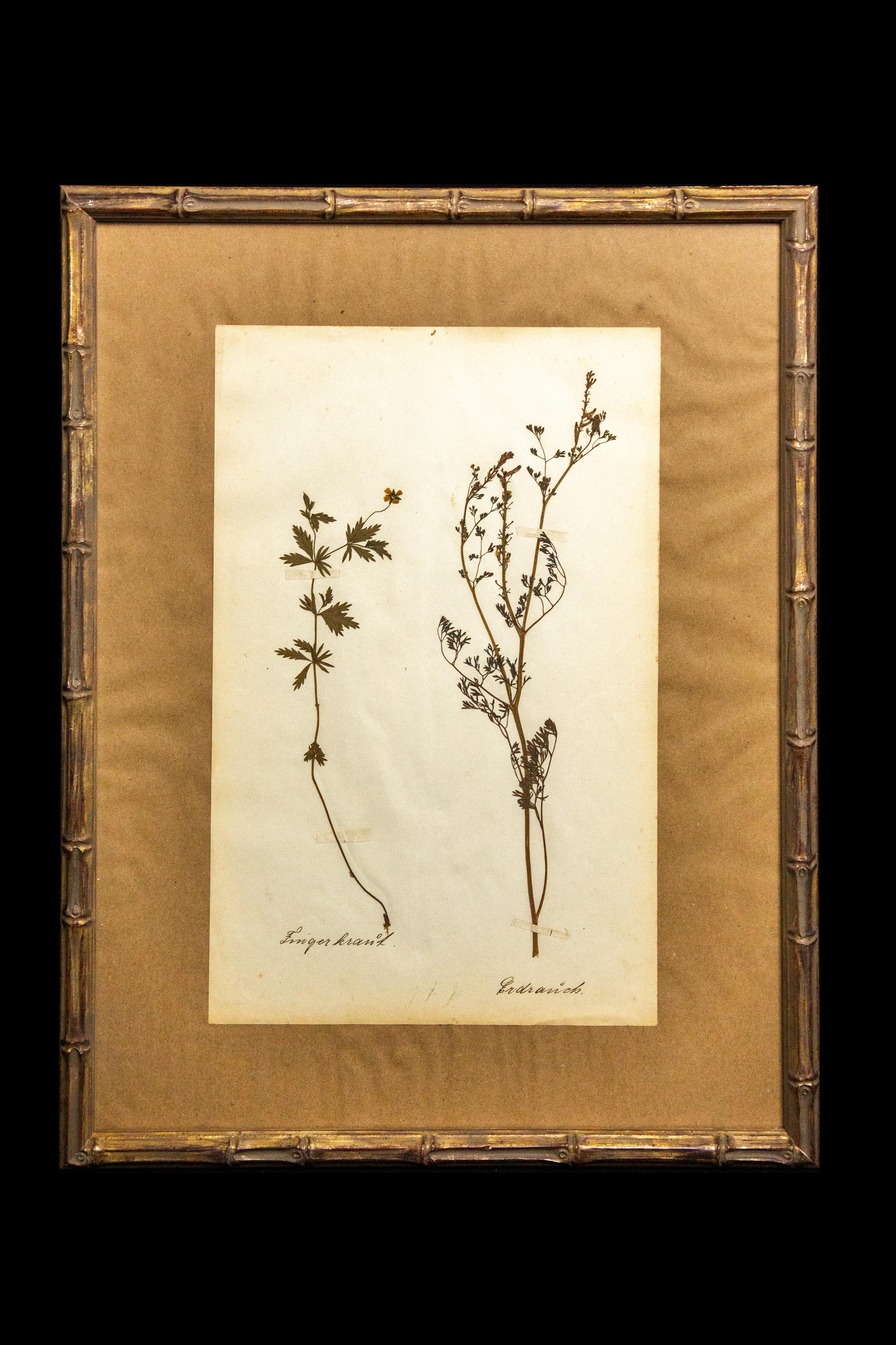 Wood Gilt Framed Herbier Botanical Specimens from the 19th Century