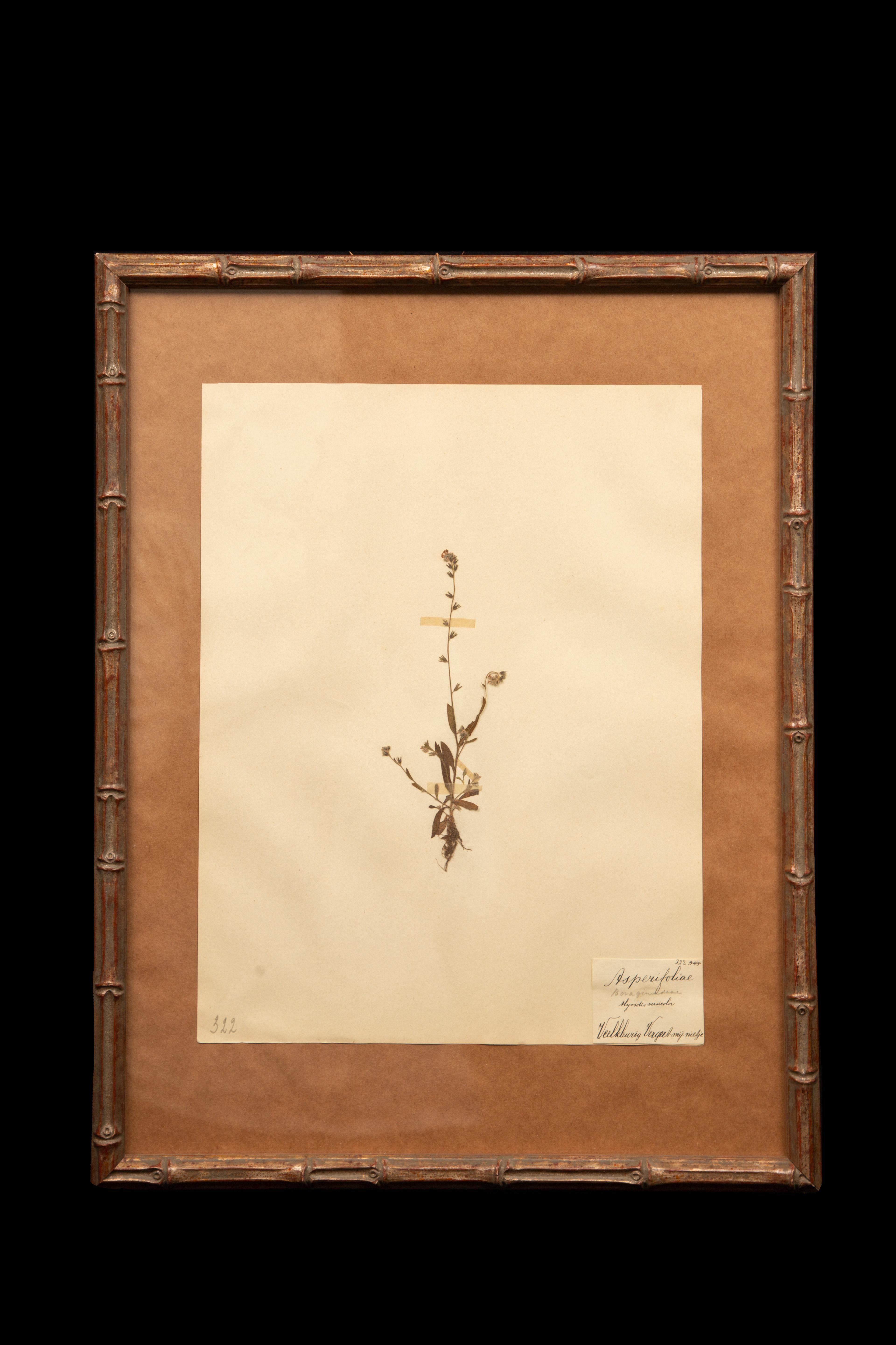 Gilt Framed Herbier Botanical Specimens from the 19th Century In Excellent Condition For Sale In New York, NY