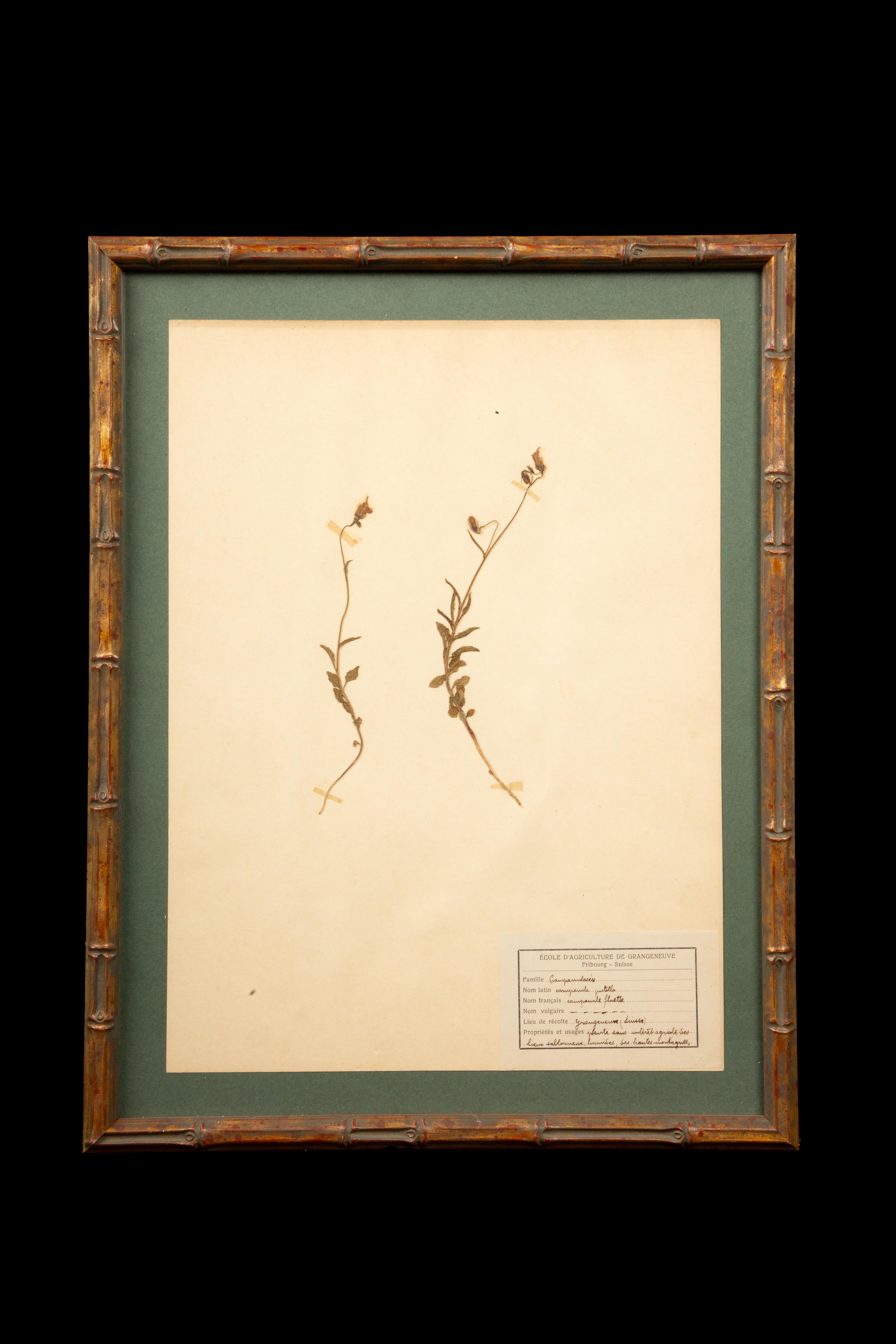French Gilt Framed Herbier Botanical Specimens from the 19th Century For Sale