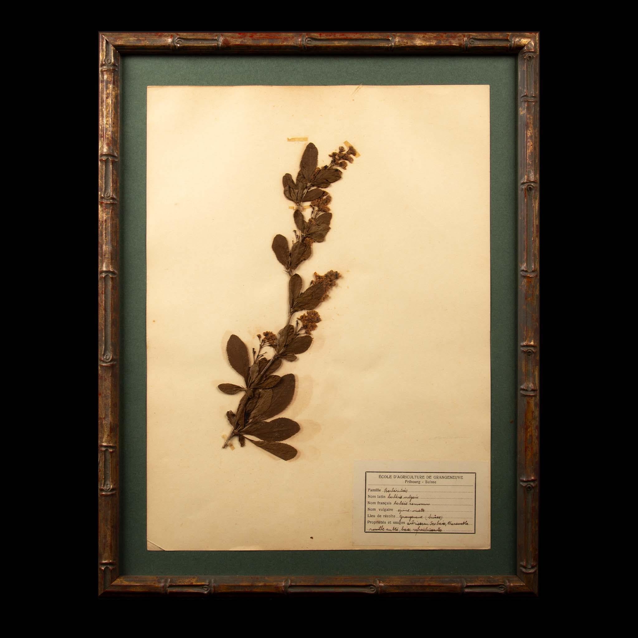 Vergoldete gerahmte botanische Herbier-Exemplare aus dem 19. Jahrhundert (Französisch) im Angebot