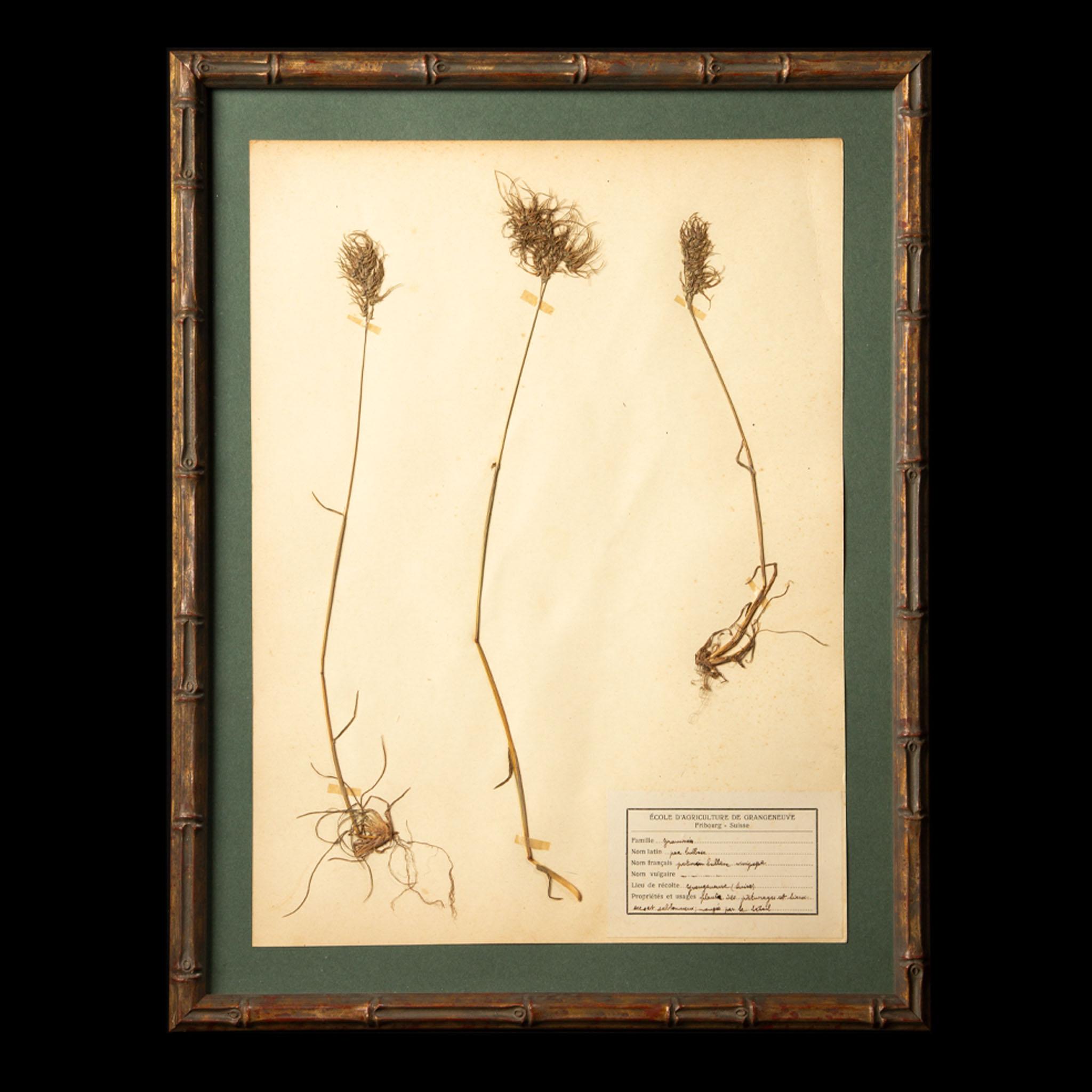 French Gilt Framed Herbier Botanical Specimens from the 19th Century