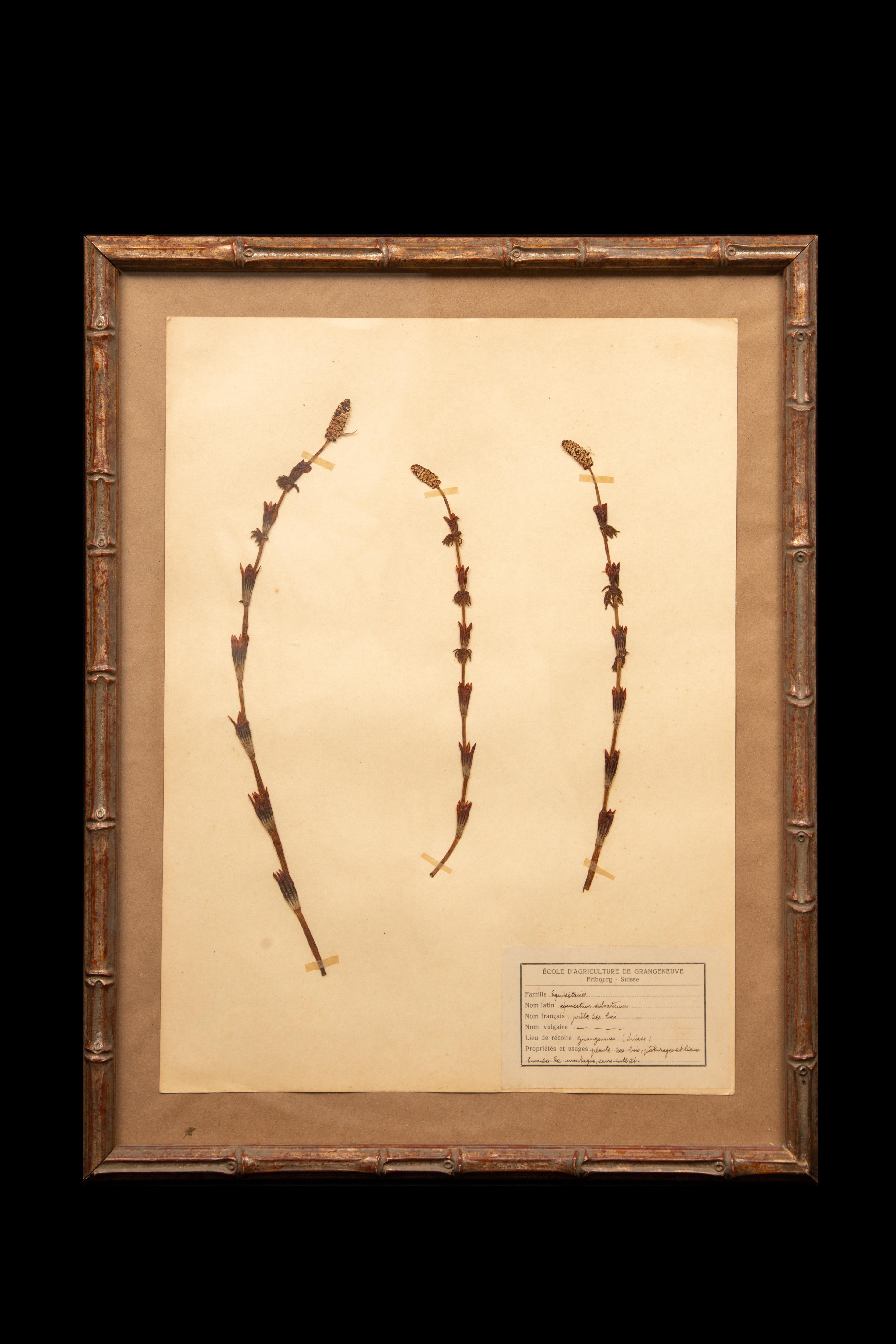Vergoldete gerahmte botanische Herbier-Exemplare aus dem 19. Jahrhundert im Angebot 1