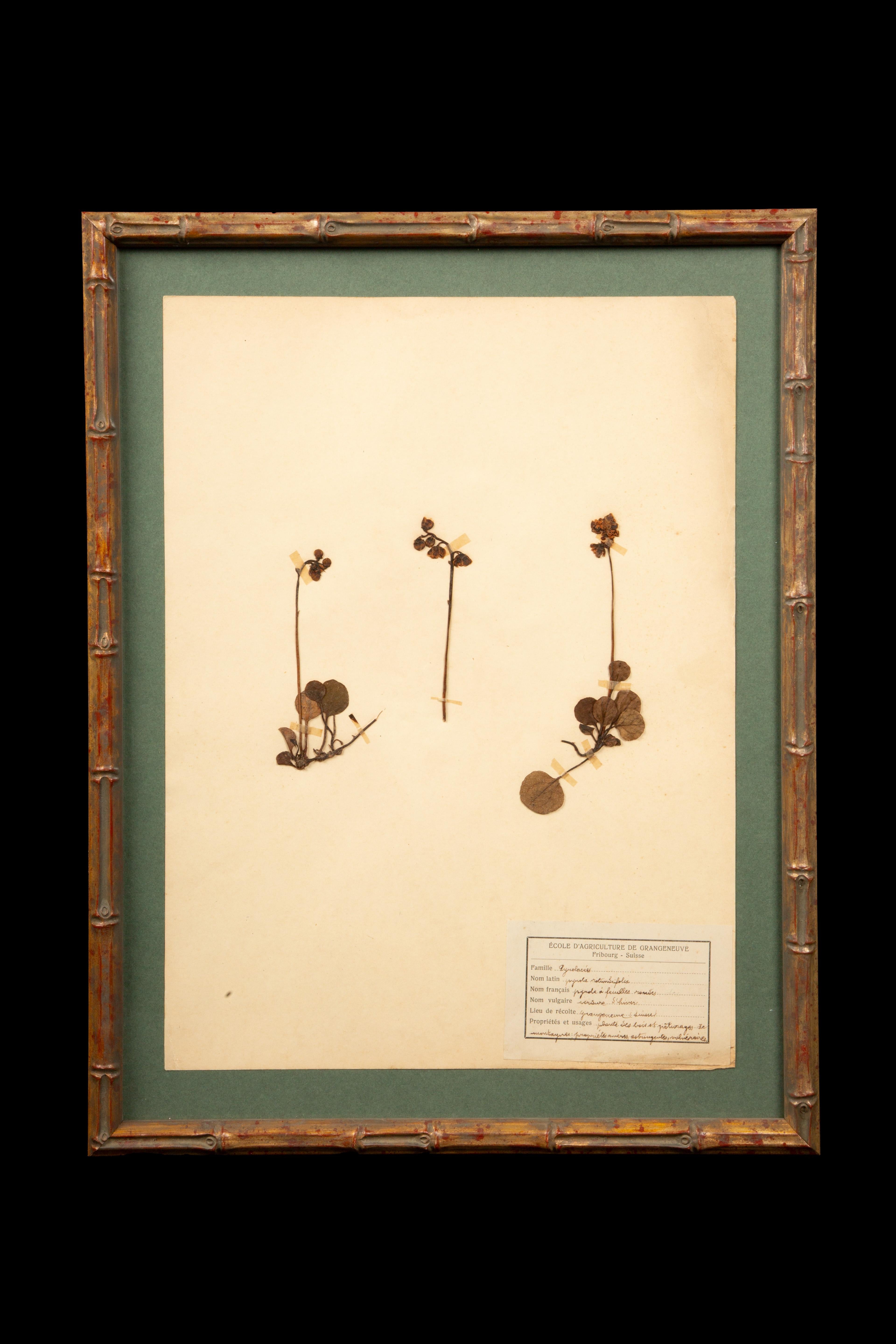 Gilt Framed Herbier Botanical Specimens from the 19th Century In Excellent Condition For Sale In New York, NY