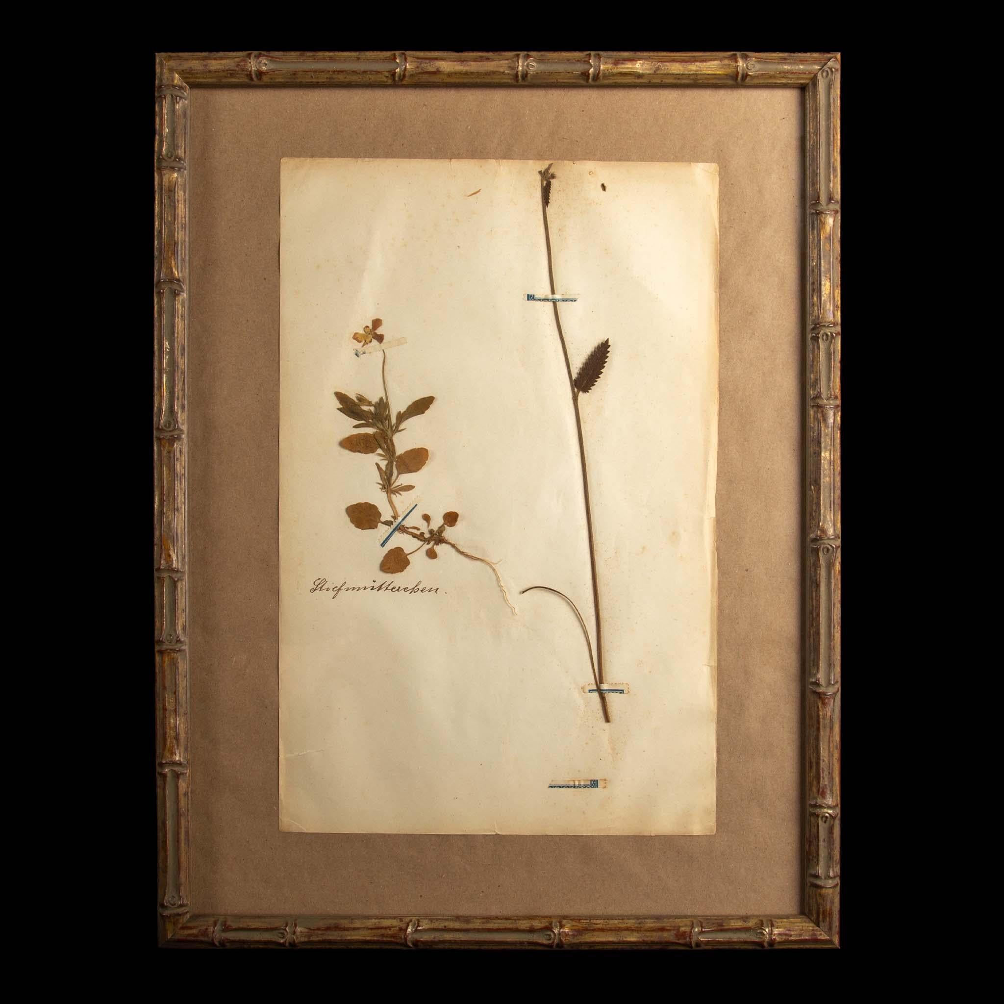 Spécimens botaniques d'Herbier encadrés et dorés du 19ème siècle Excellent état - En vente à New York, NY