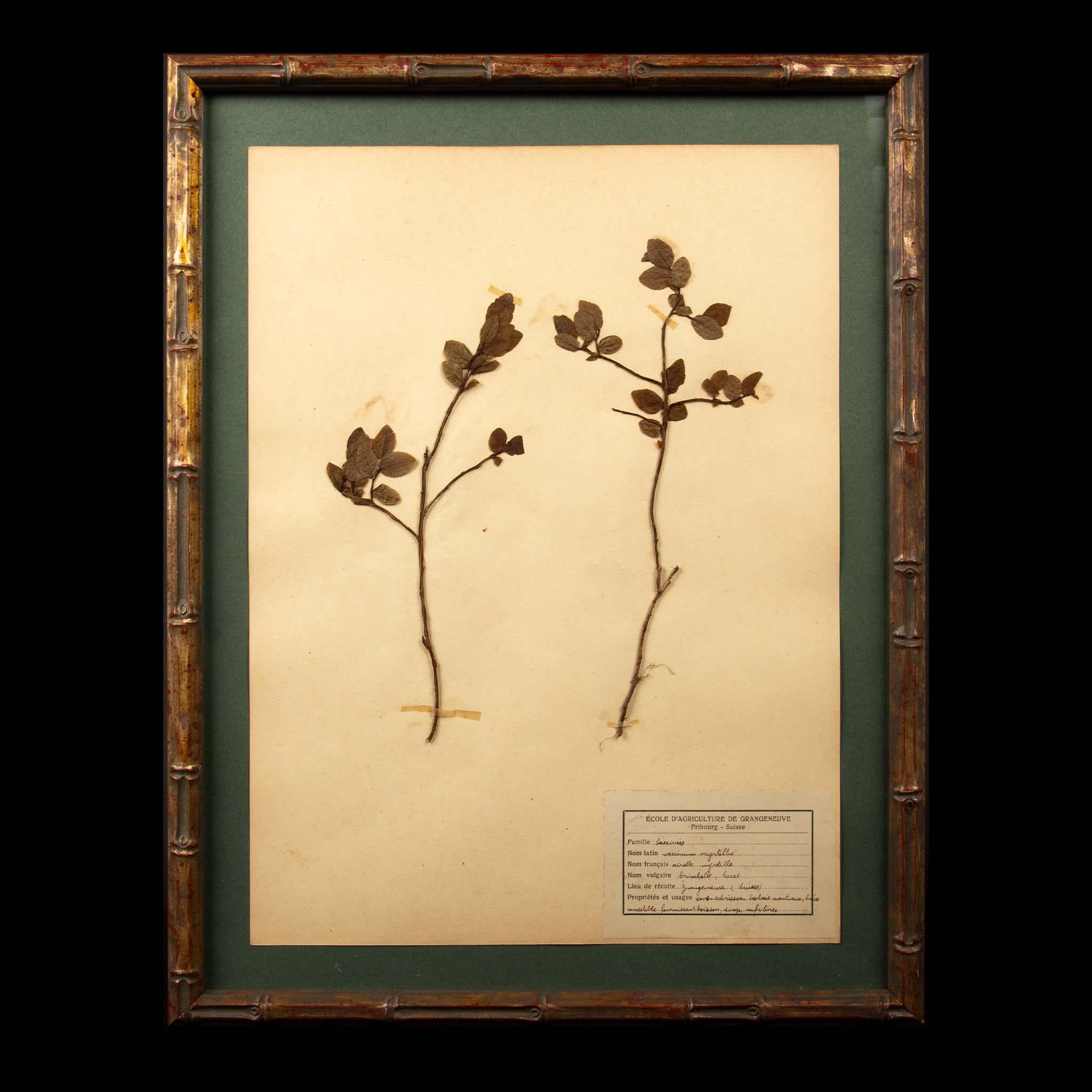 Spécimens botaniques d'Herbier encadrés et dorés du 19ème siècle Excellent état - En vente à New York, NY