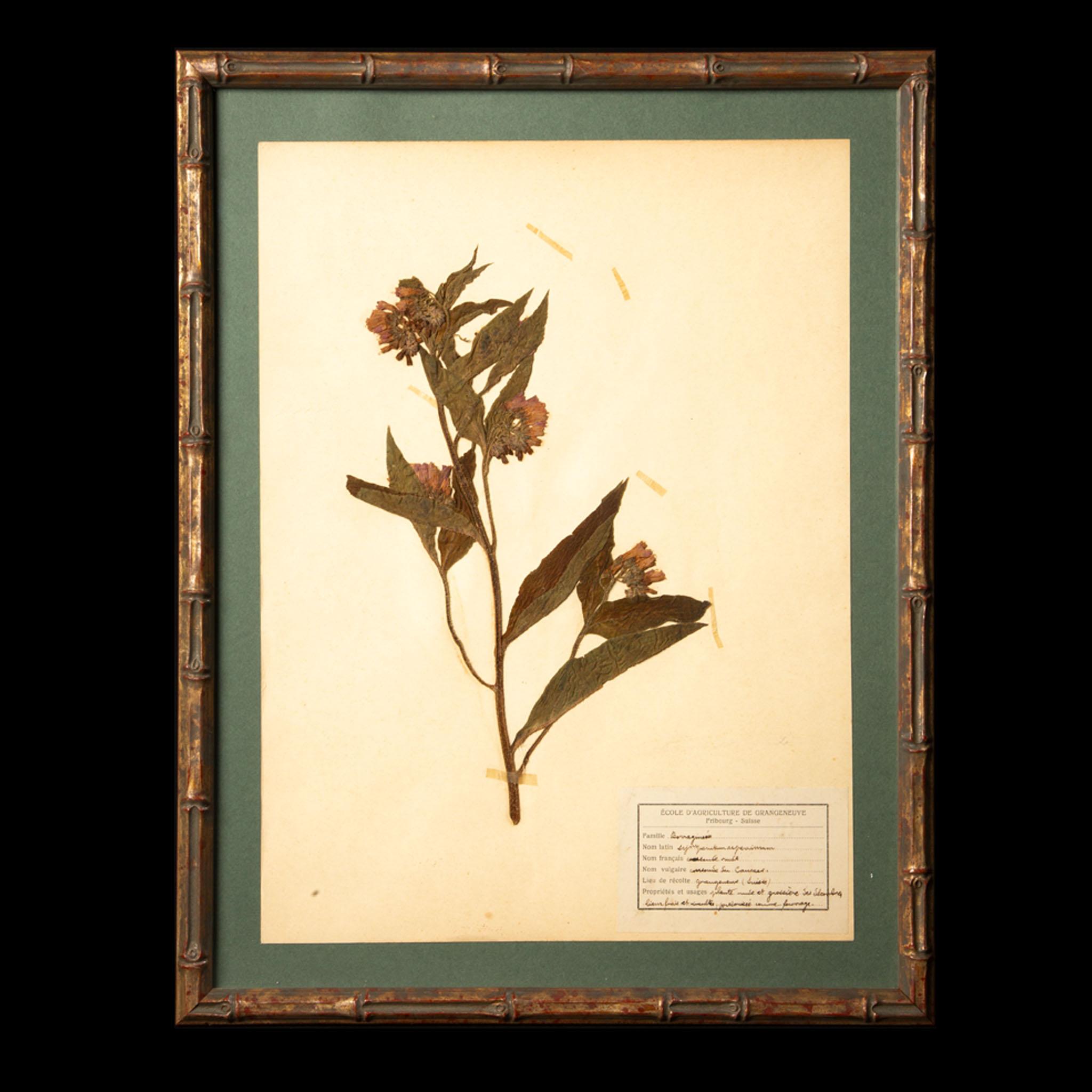 Gilt Framed Herbier Botanical Specimens from the 19th Century In Excellent Condition In New York, NY