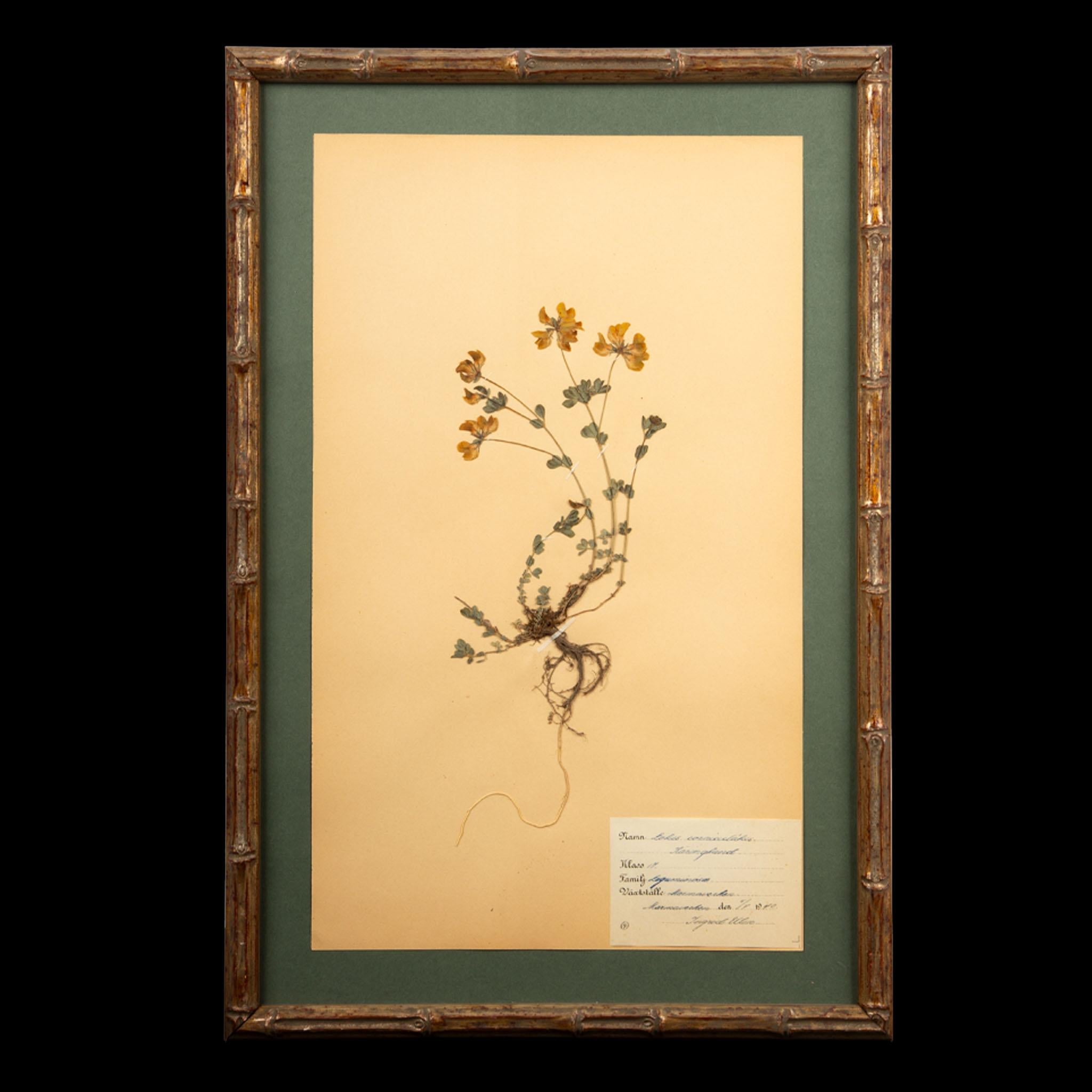 Gilt Framed Herbier Botanical Specimens from the early 20th Century In Excellent Condition In New York, NY