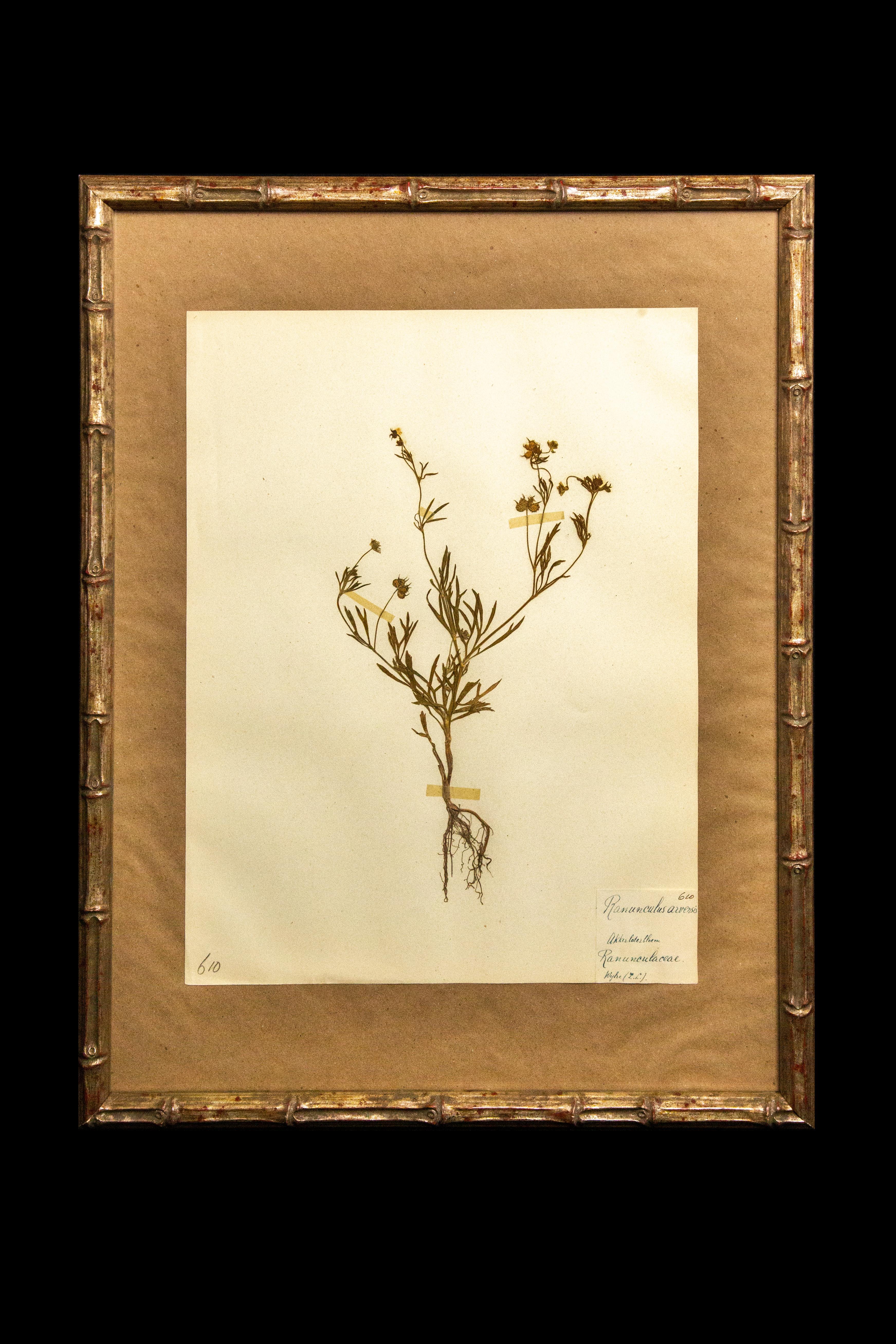Gilt Framed Herbier Botanical Specimens from the 19th Century 2