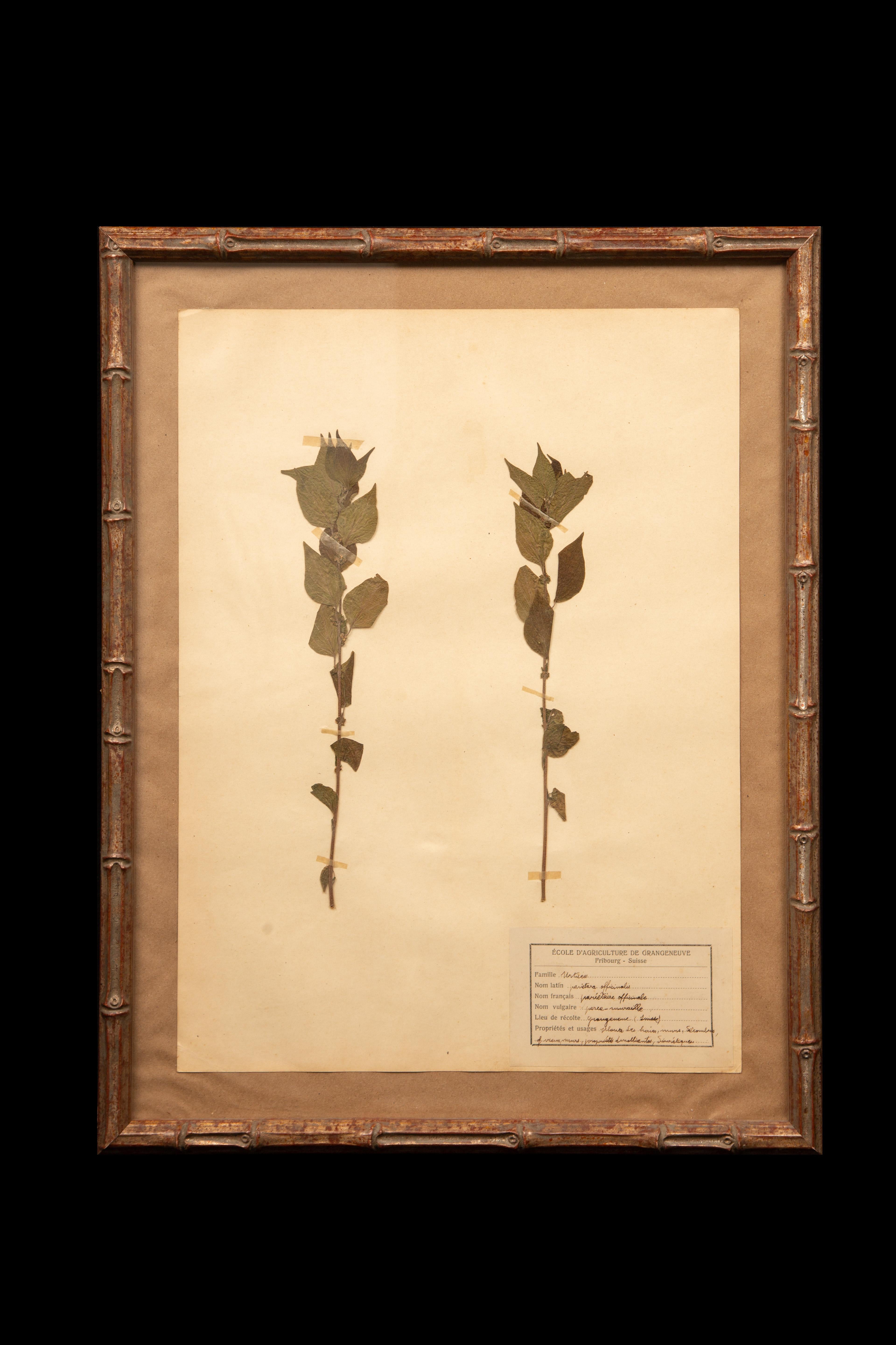 Spécimens botaniques d'Herbier encadrés et dorés du 19ème siècle en vente 1