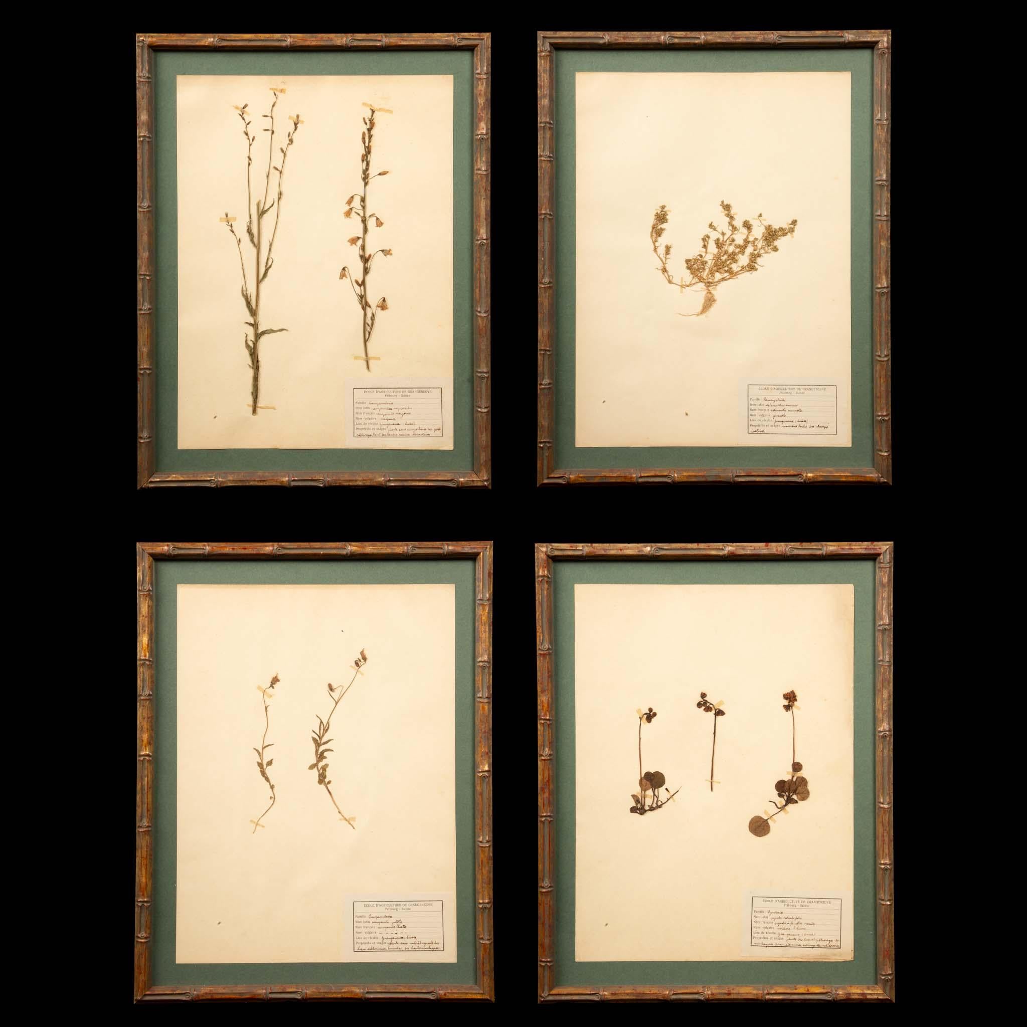 XIXe siècle Spécimens botaniques d'Herbier encadrés et dorés du 19ème siècle