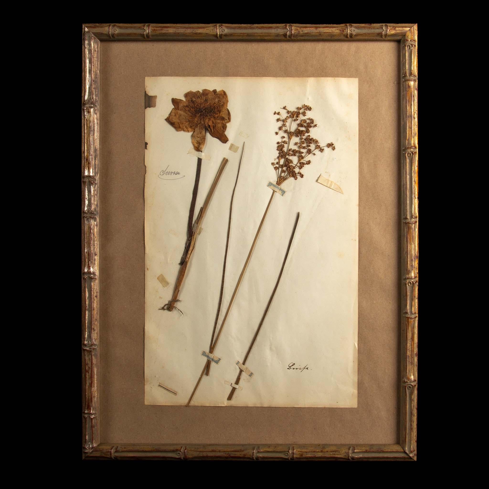 Wood Gilt Framed Herbier Botanical Specimens from the 19th Century For Sale