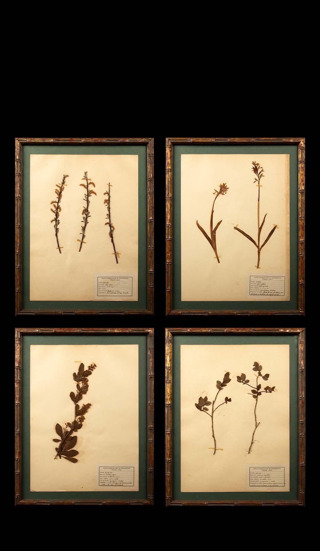 Wood Gilt Framed Herbier Botanical Specimens from the 19th Century