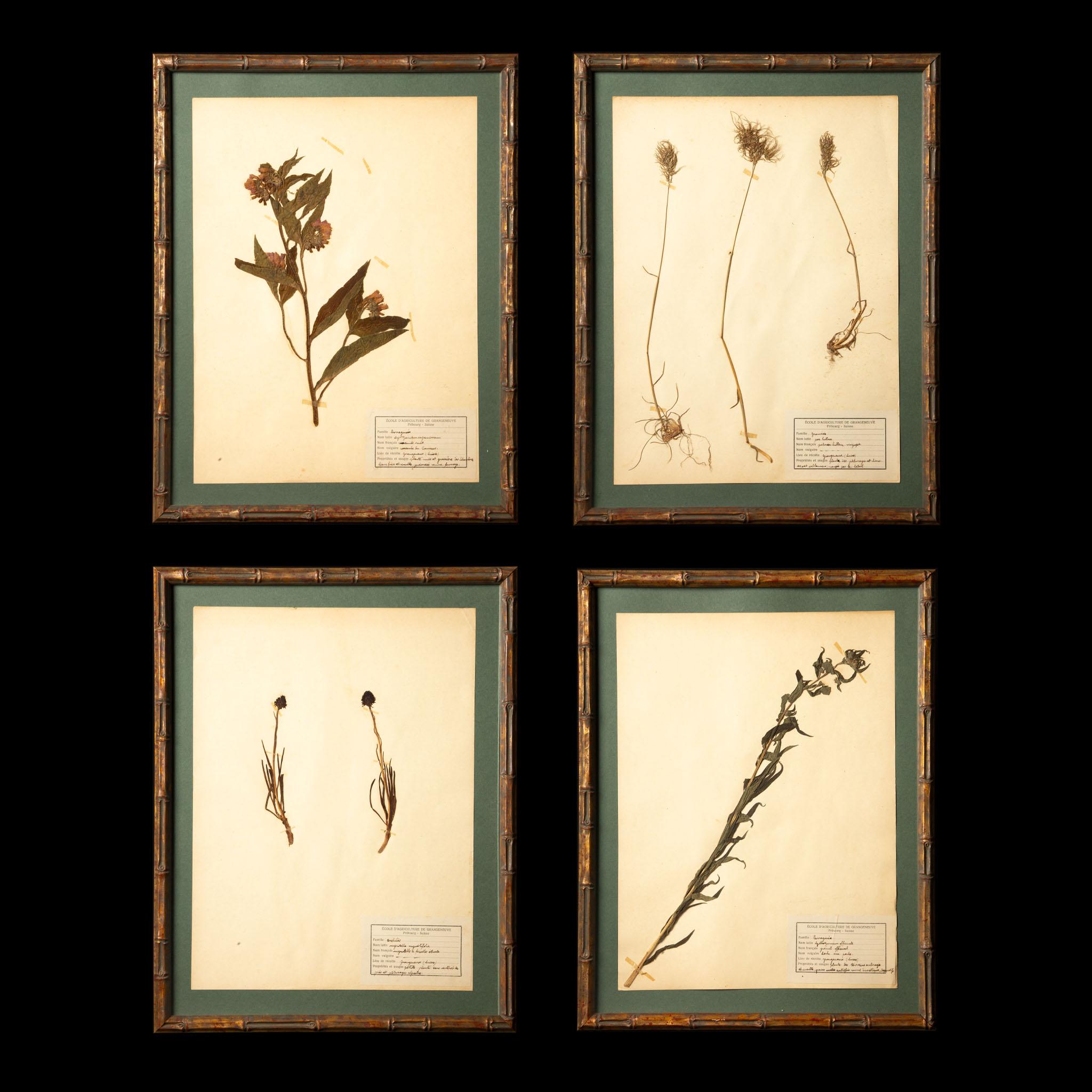 Wood Gilt Framed Herbier Botanical Specimens from the 19th Century