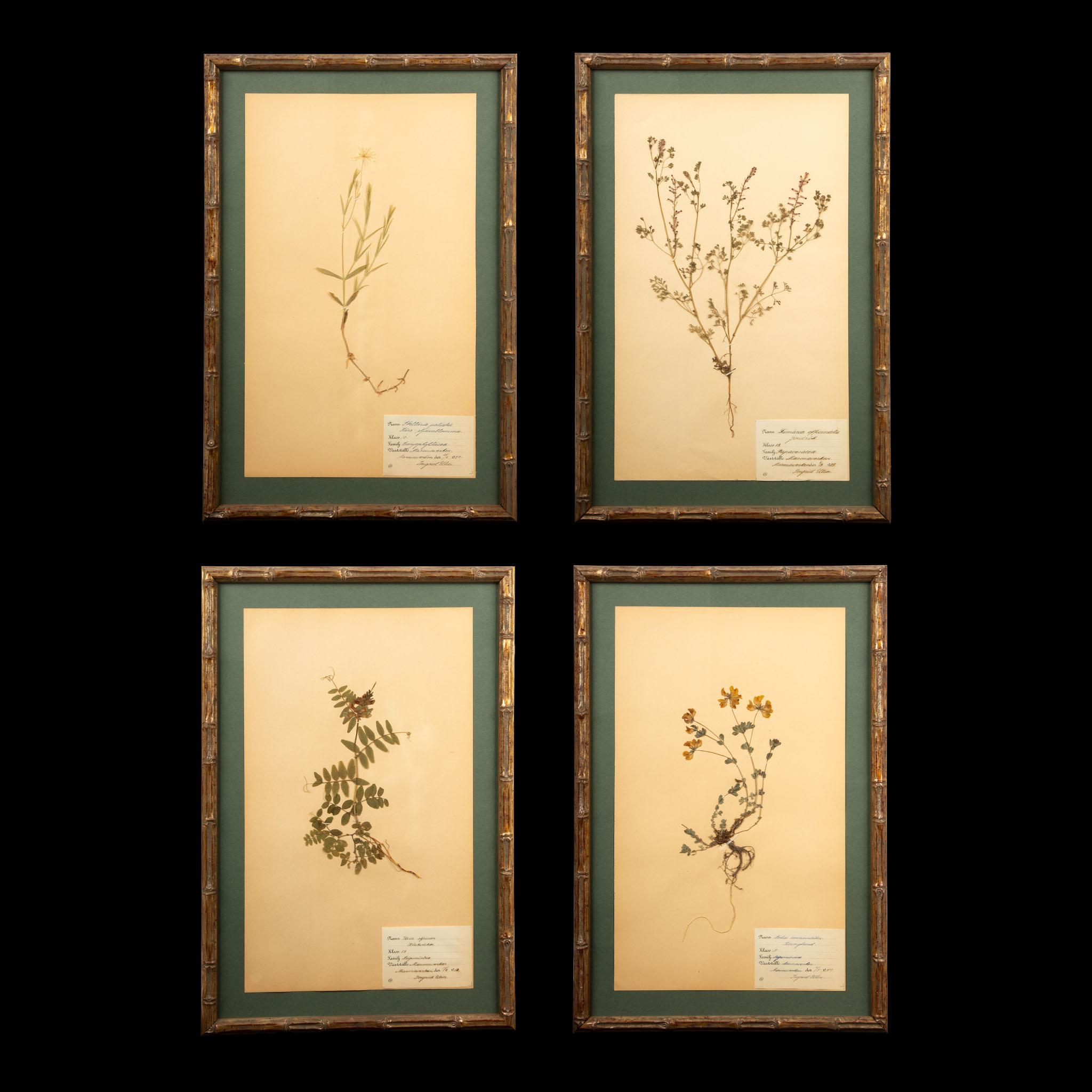 Wood Gilt Framed Herbier Botanical Specimens from the early 20th Century